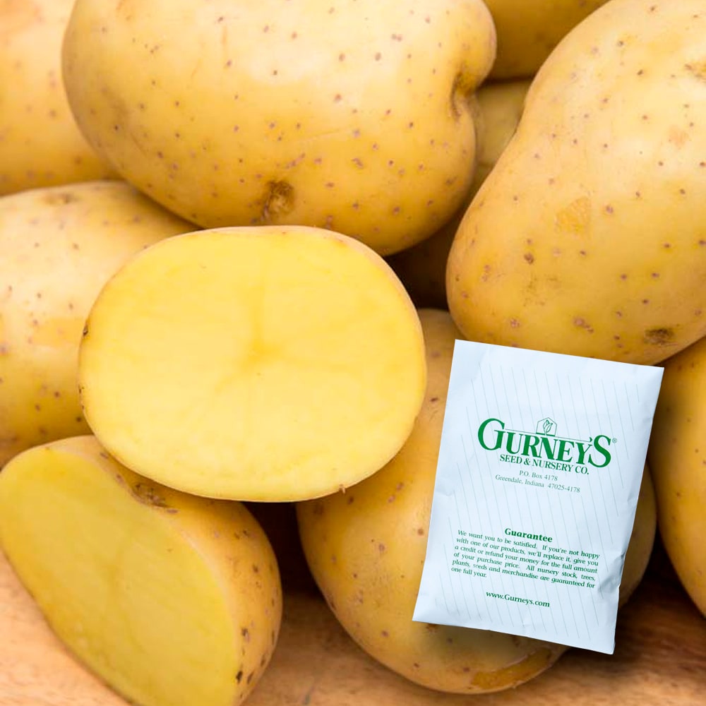 Gurney's Seed and Nursery 61997 Vegetable-Plants - View #4