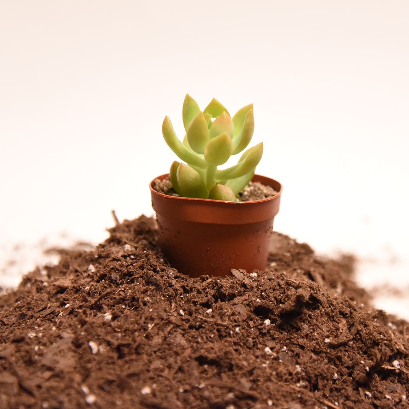 Perfect Plants LOSUCCULENTMIX8QT Garden-Soil-Soil-Amendments - View #4