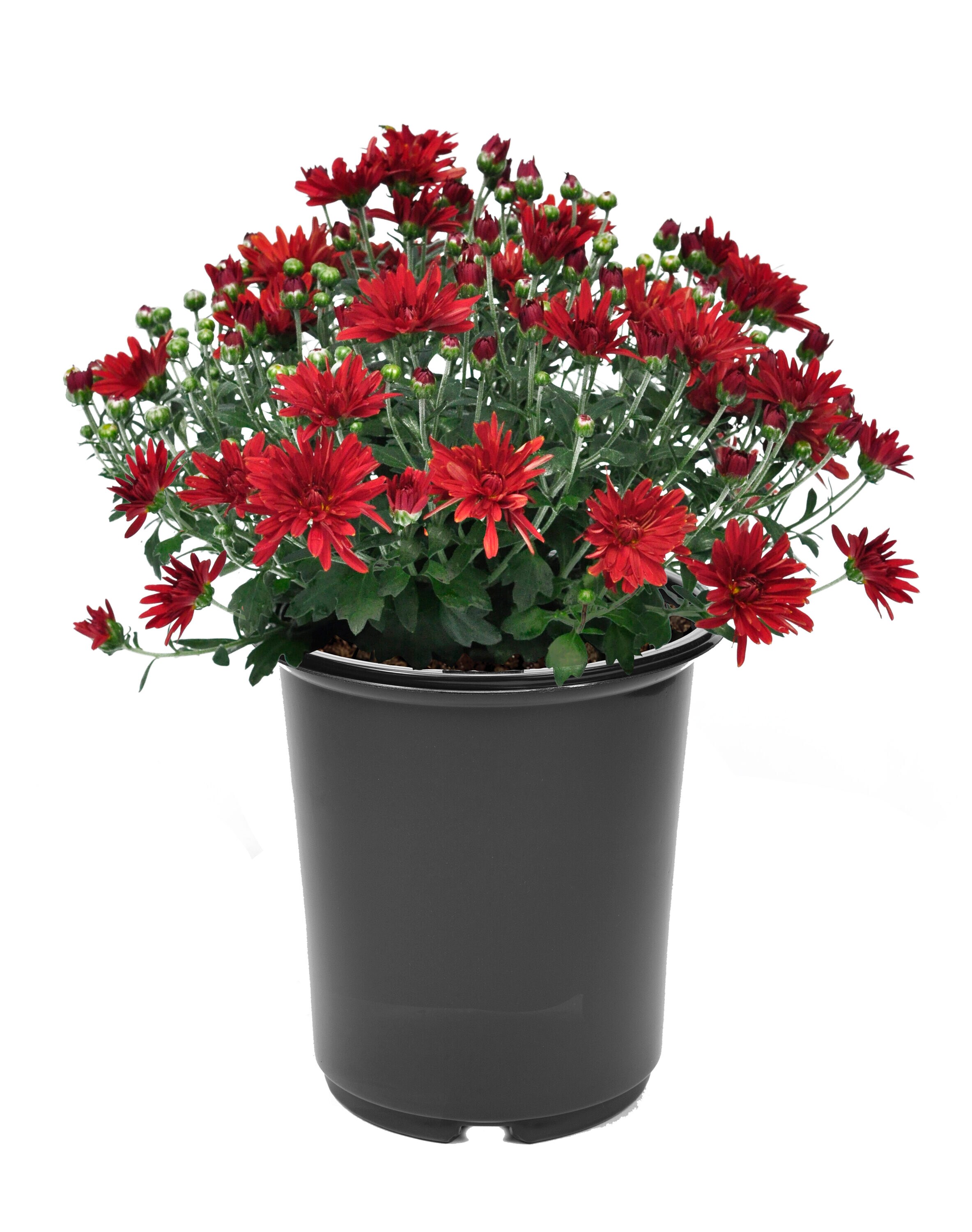  2465 annuals - View #3