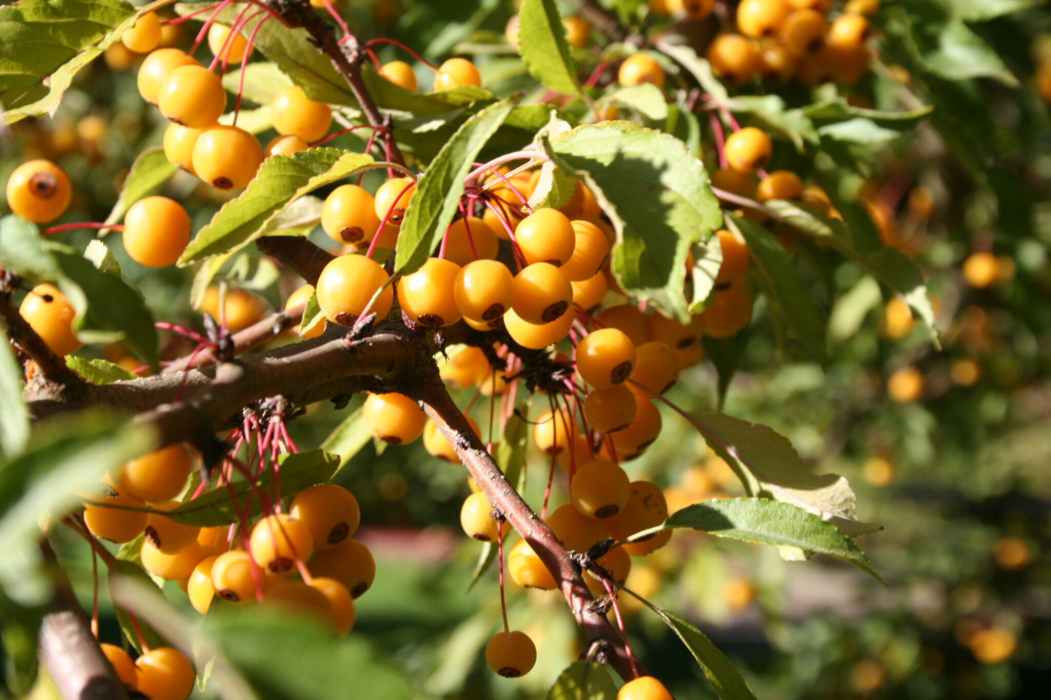 Lowe's NURSERY 12.33 -Gallon White Flowering Golden Raindrop Crabapple In pot (with soil)