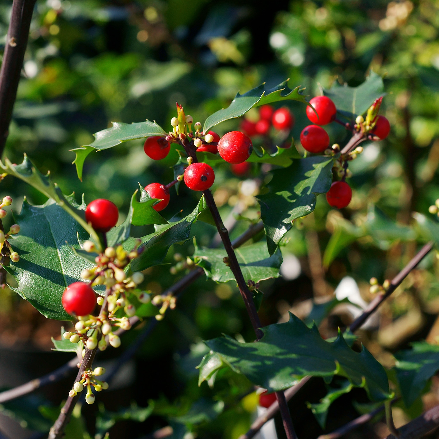 Perfect Plants Blue Princess Holly Foundation Hedge Shrub In 3-gallon 