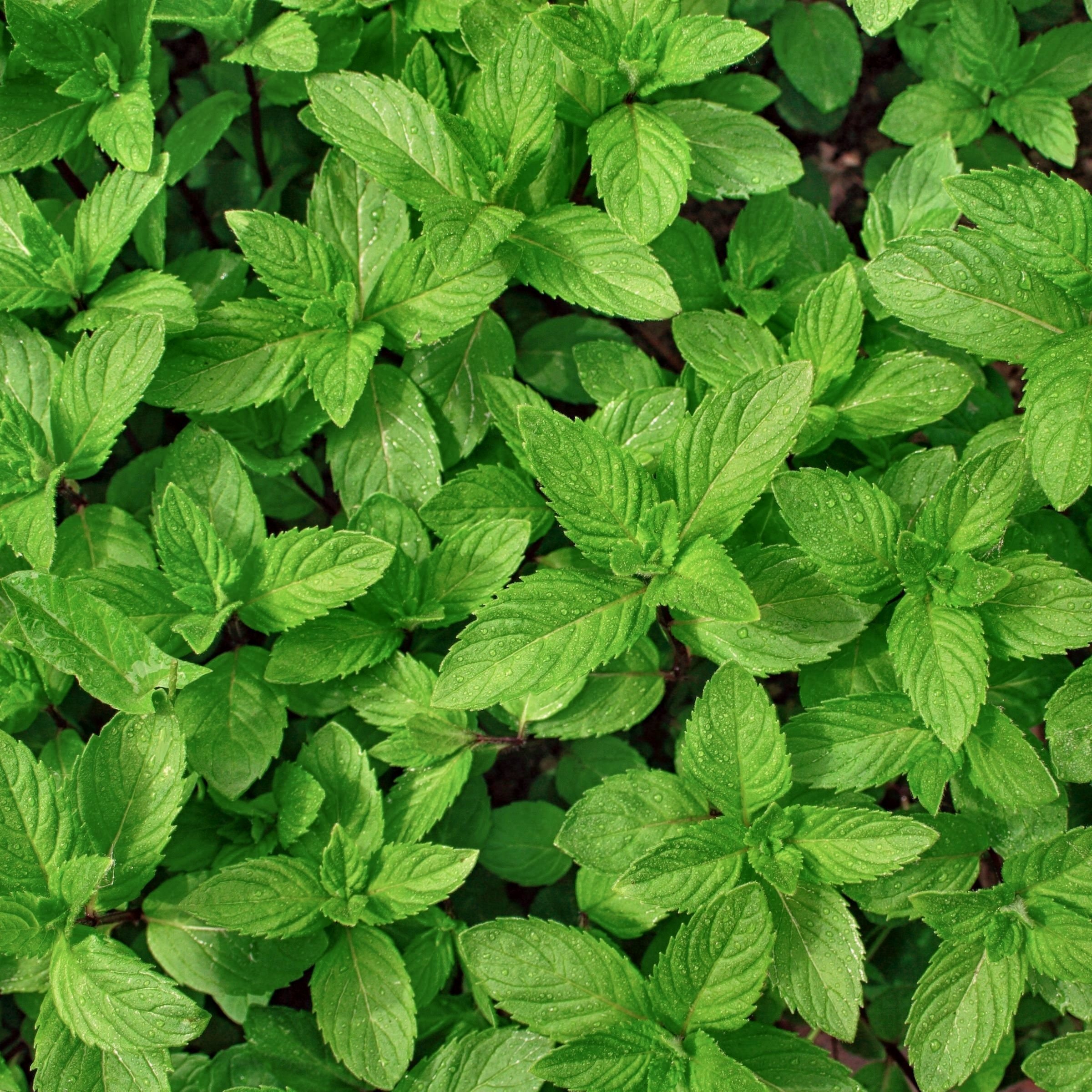National Plant Network LW2274 Herb-Plants - View #3