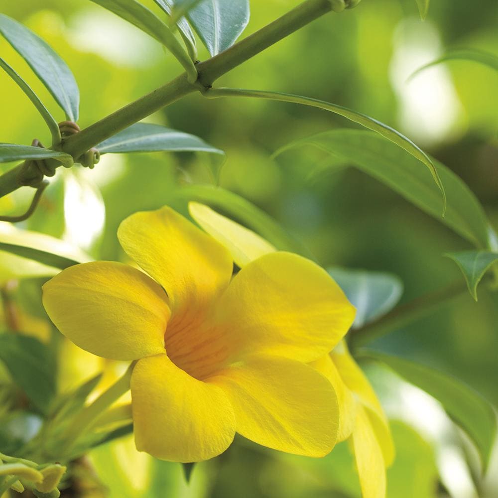 Van Zyverden 83557 Yellow Trumpet Vine Bulbs 1.0 Count
