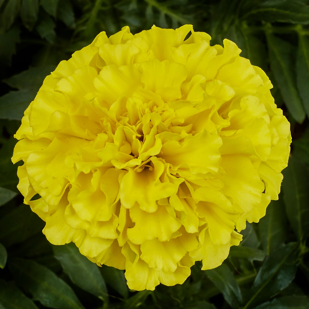 Metrolina Greenhouses 4970 annuals - View #2