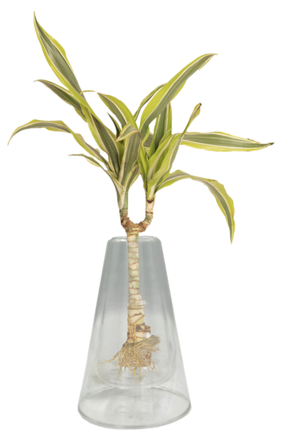 LiveTrends ASB07738 LAGUNA House plant in 1 -Pack Pot 1 -Pack
