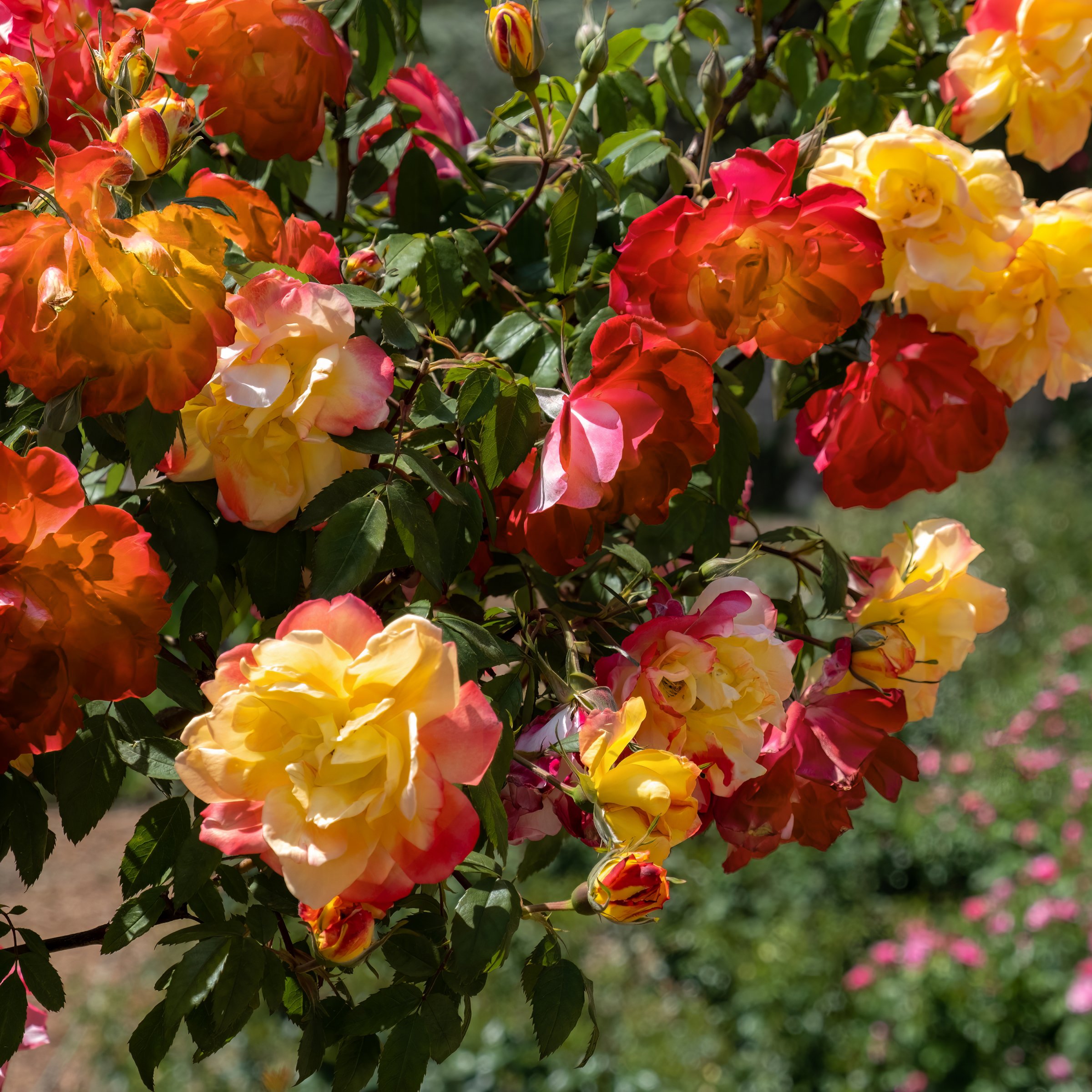 National Plant Network LW5022 roses - View #6
