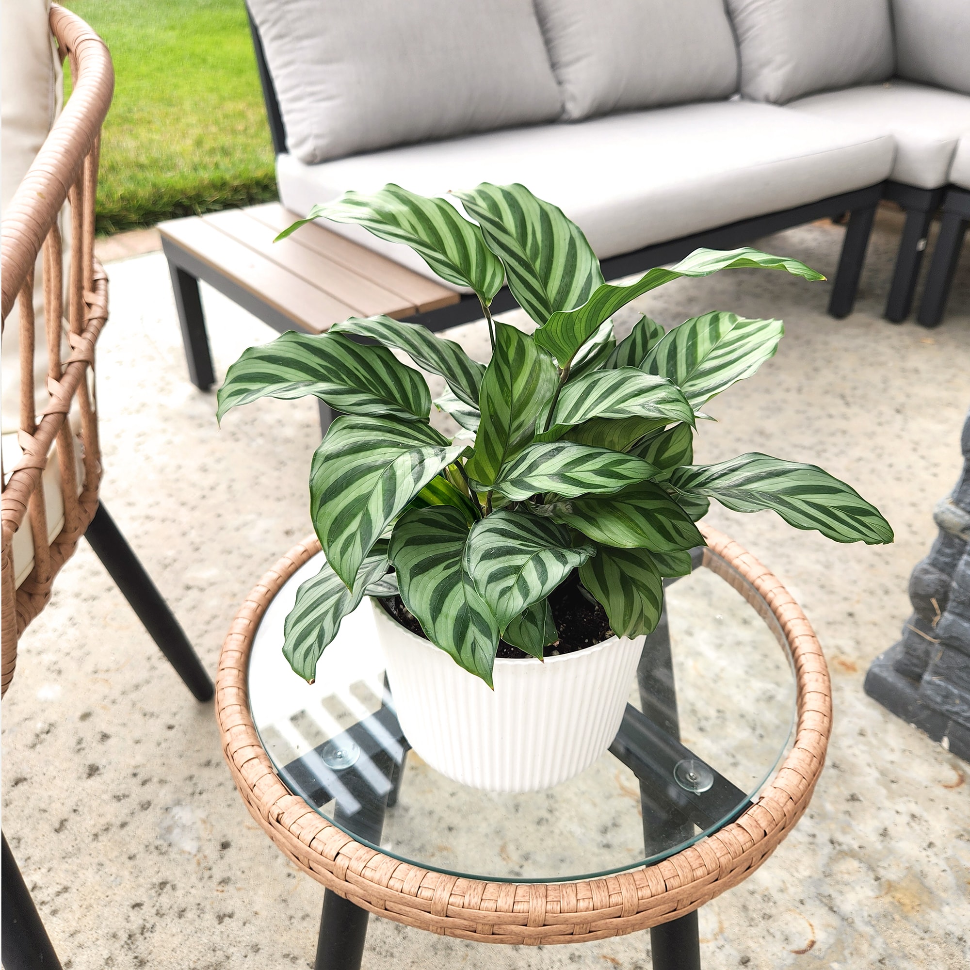 Altman Plants 0873365 hseplants - View #10