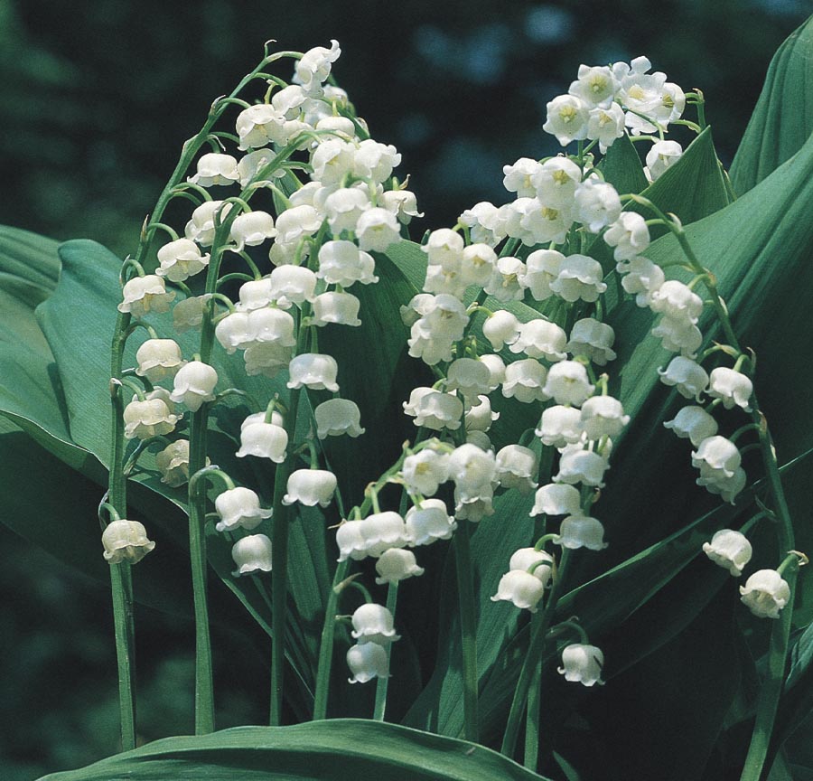 Lowe's White Lily Of The Valley in 1-Quart Pot in the Perennials department  at
