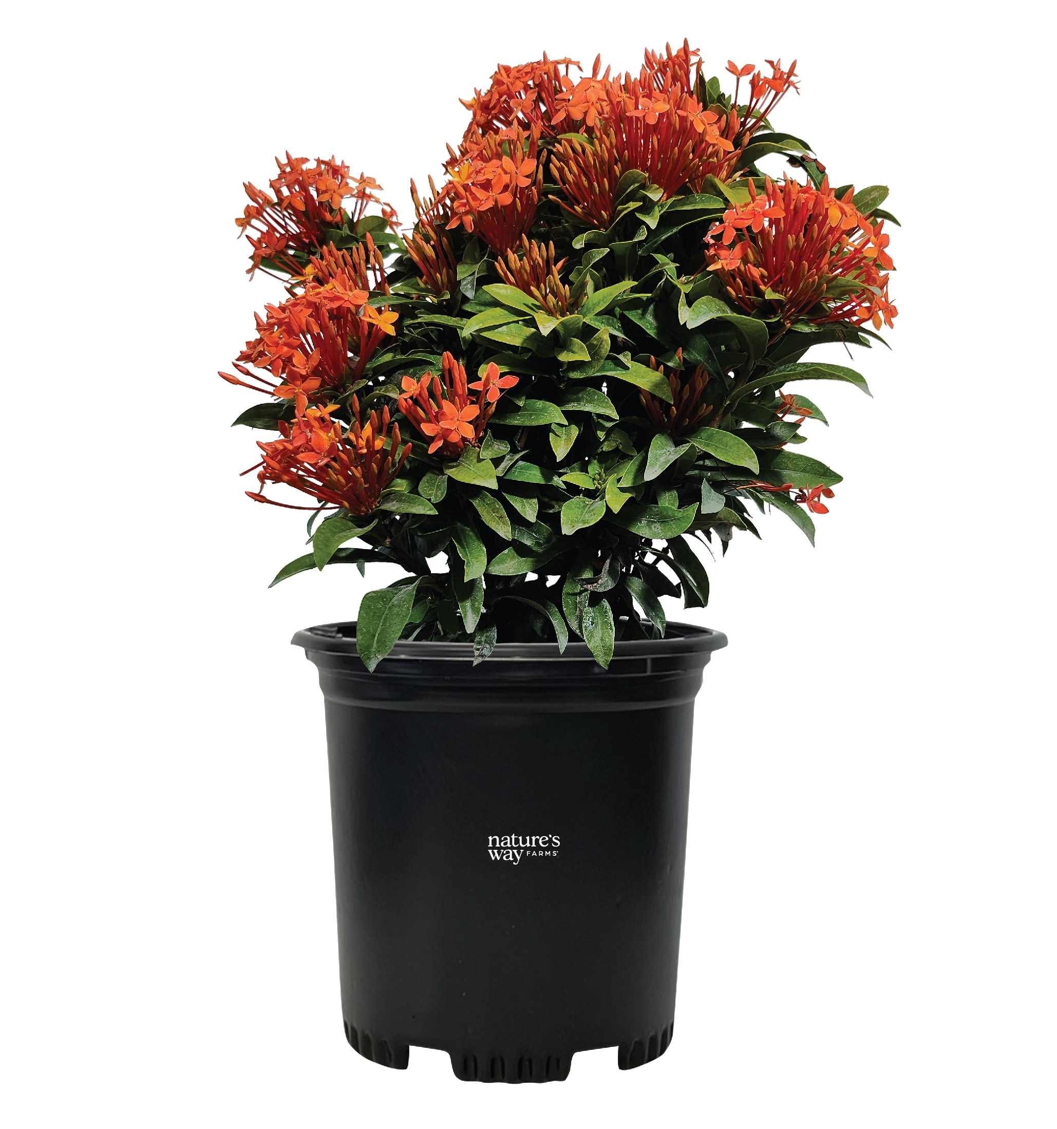  1998 Orange Jungle geranium Plant in 6 -in Pot 1 -Pack