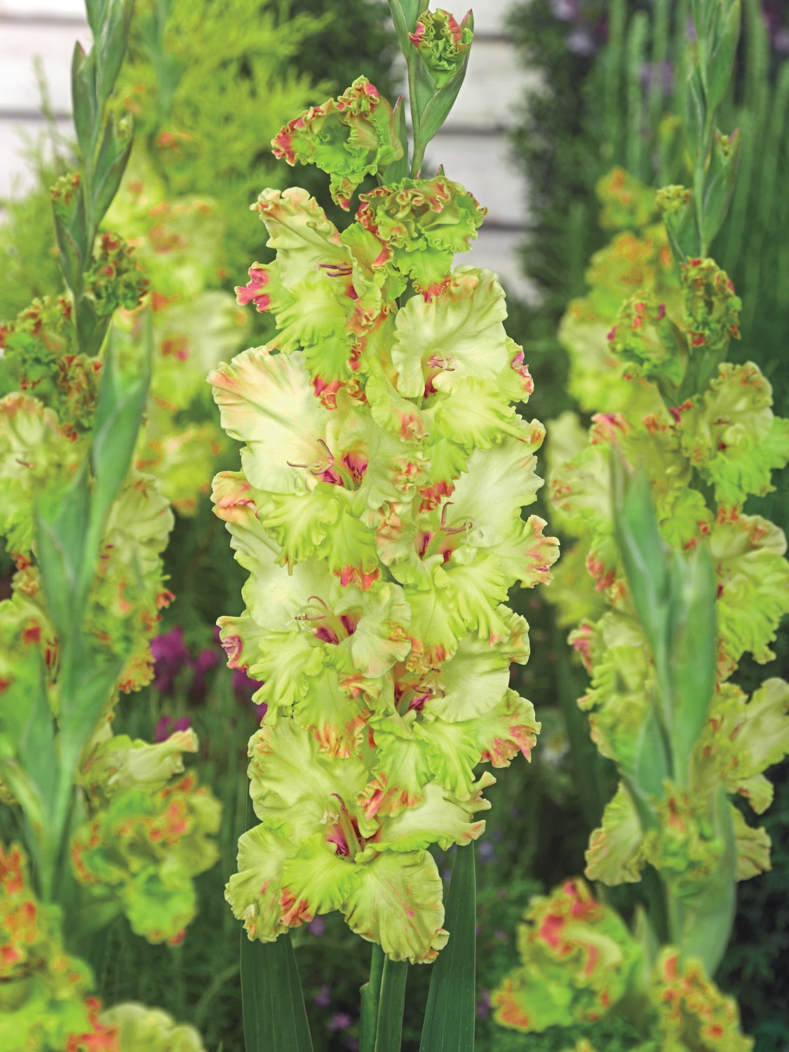 Breck's 81082 Plant-Bulbs - View #3