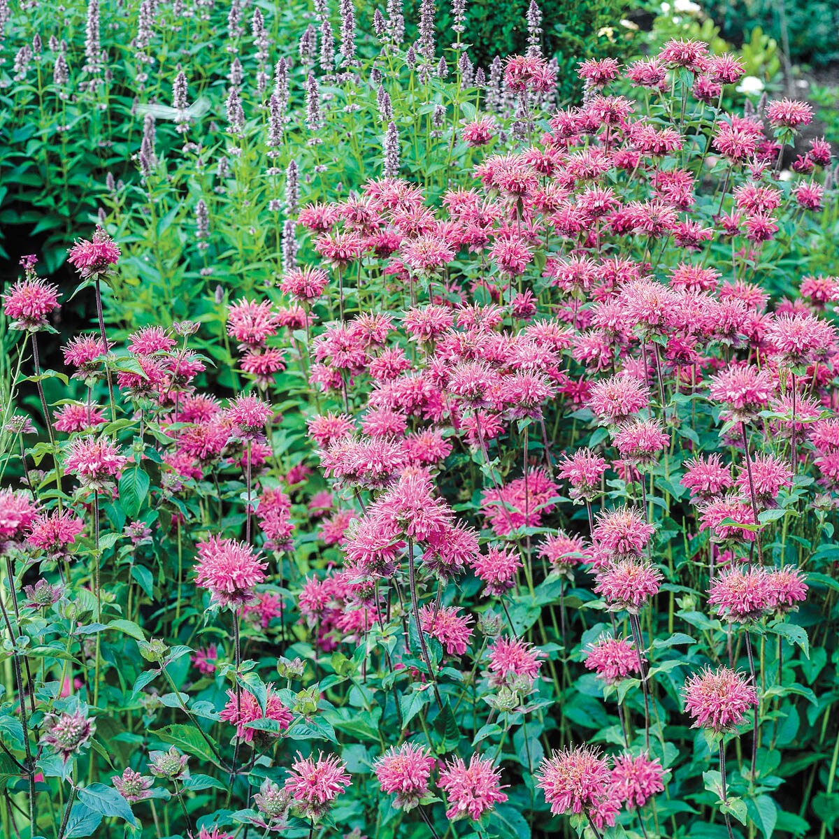 Spring Hill Nurseries 65313 Pink Flowering Bee Balm Perennial Plant in 1-Pack Bareroot