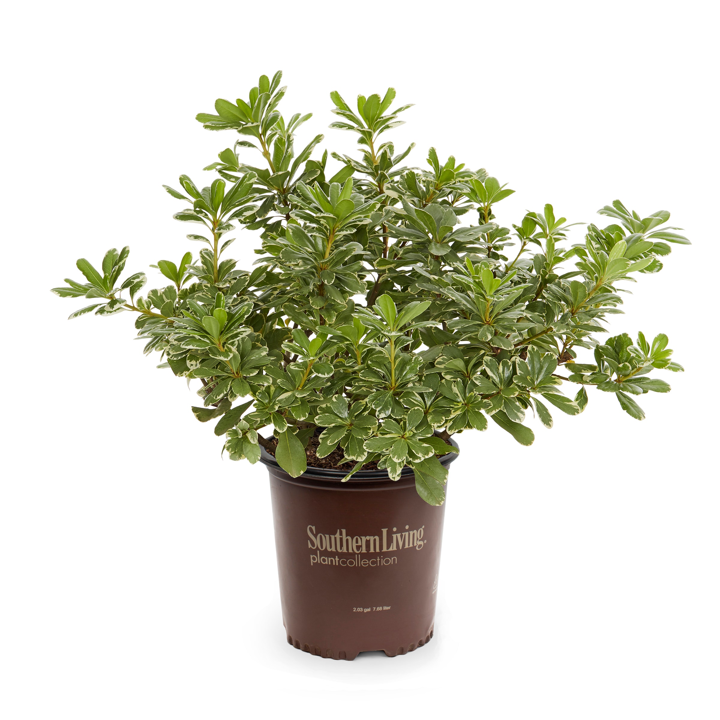 Southern Living NURSERY Mojo#174 Pittosporum Foundation/Hedge Shrub in -Gallon Pot with Orange Blooms