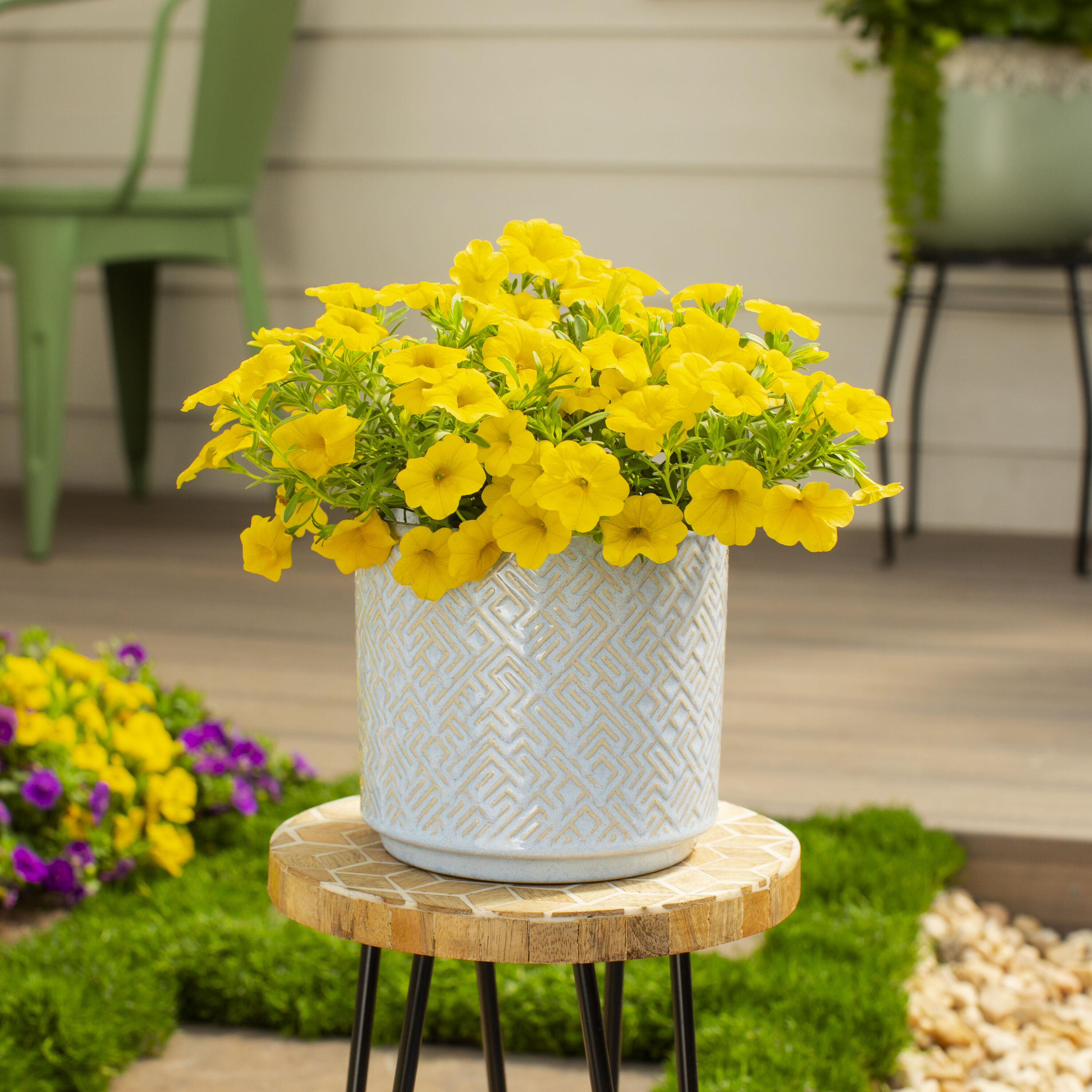 Proven Winners 4495 annuals - View #3