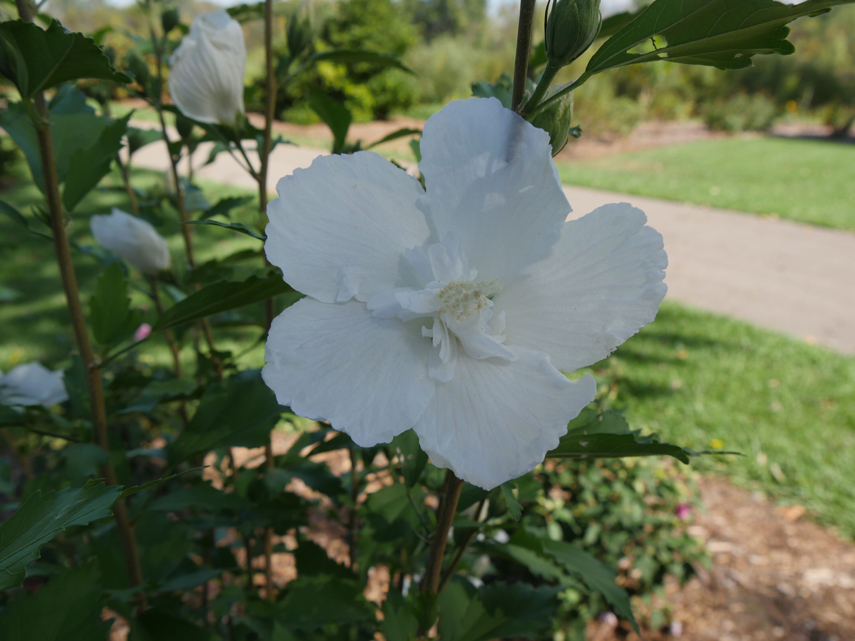 Proven Winners HIBPRC2417800 White Pillar Rose of Sharon (Hibiscus) Flowering Shrub in 1 -Quart Pot 1.0 -Pack with White Blooms