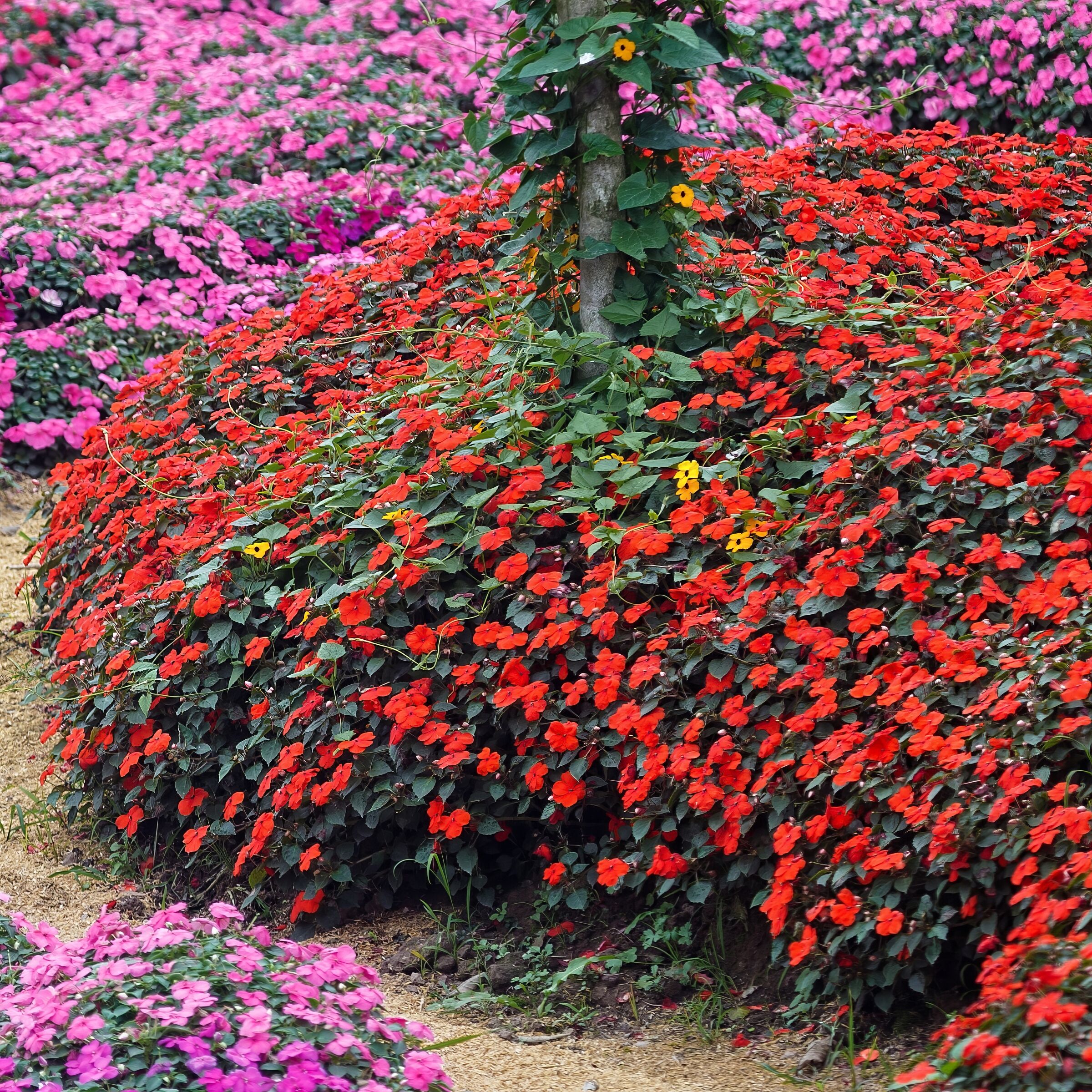 National Plant Network LW1565 annuals - View #3