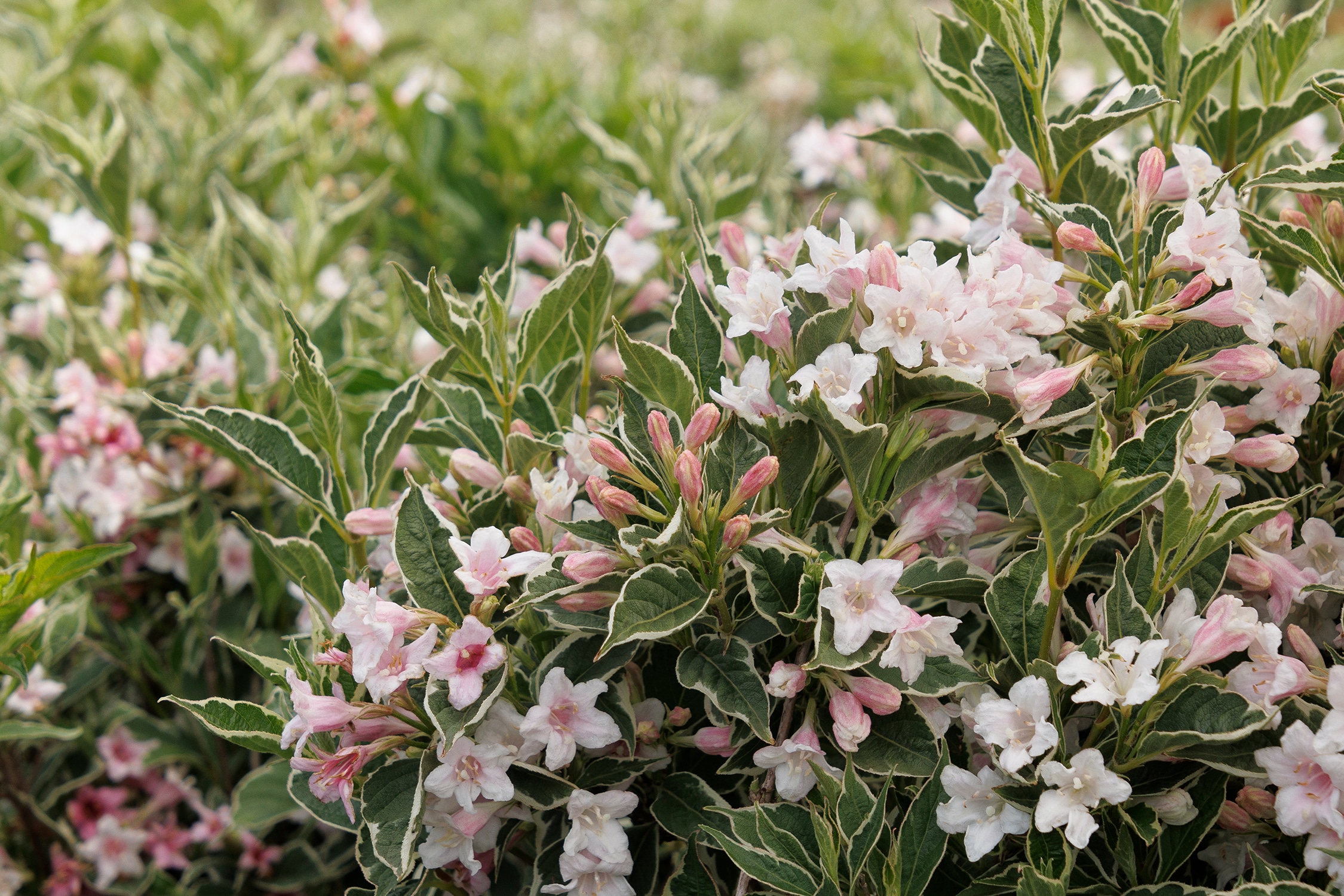 Monrovia Pink Magical Fantasy Weigela Flowering Shrub in 1.73Gallon