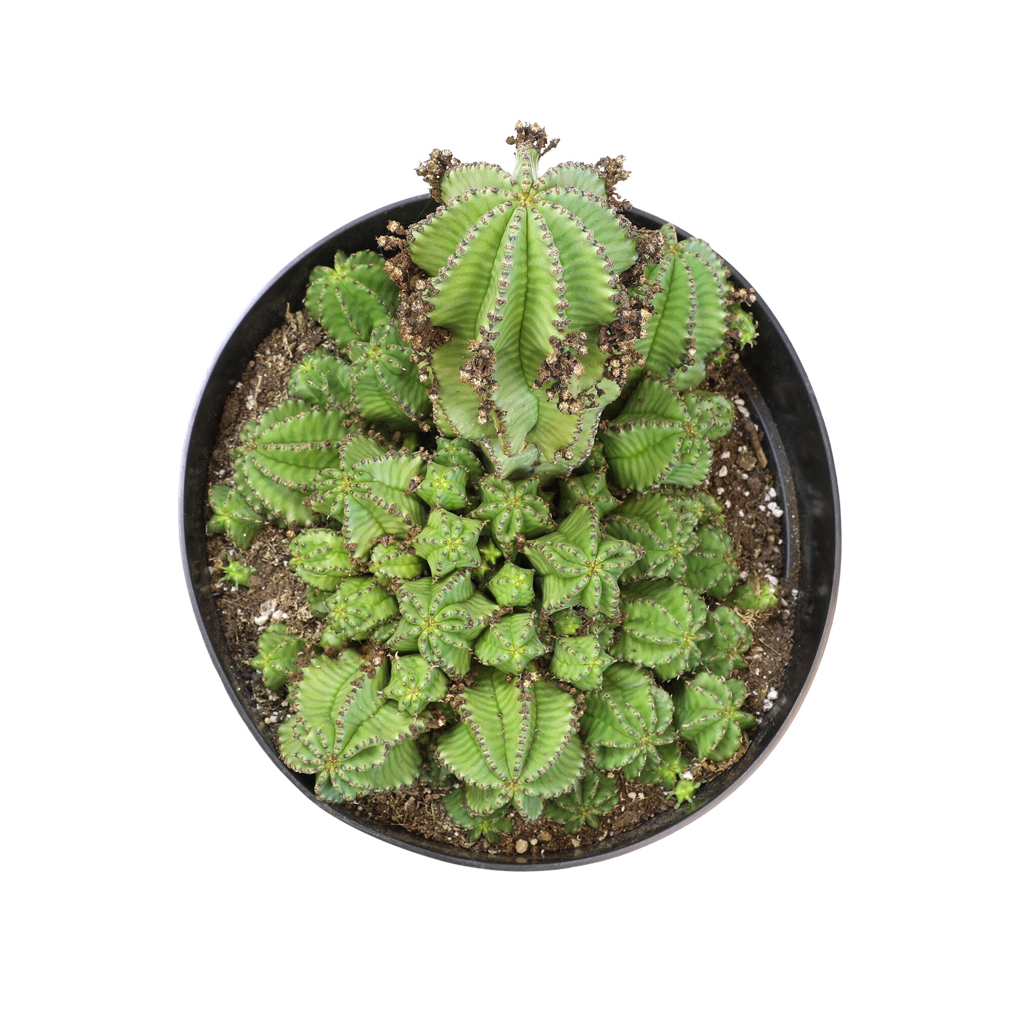 Lowe's 665342 hseplants - View #8