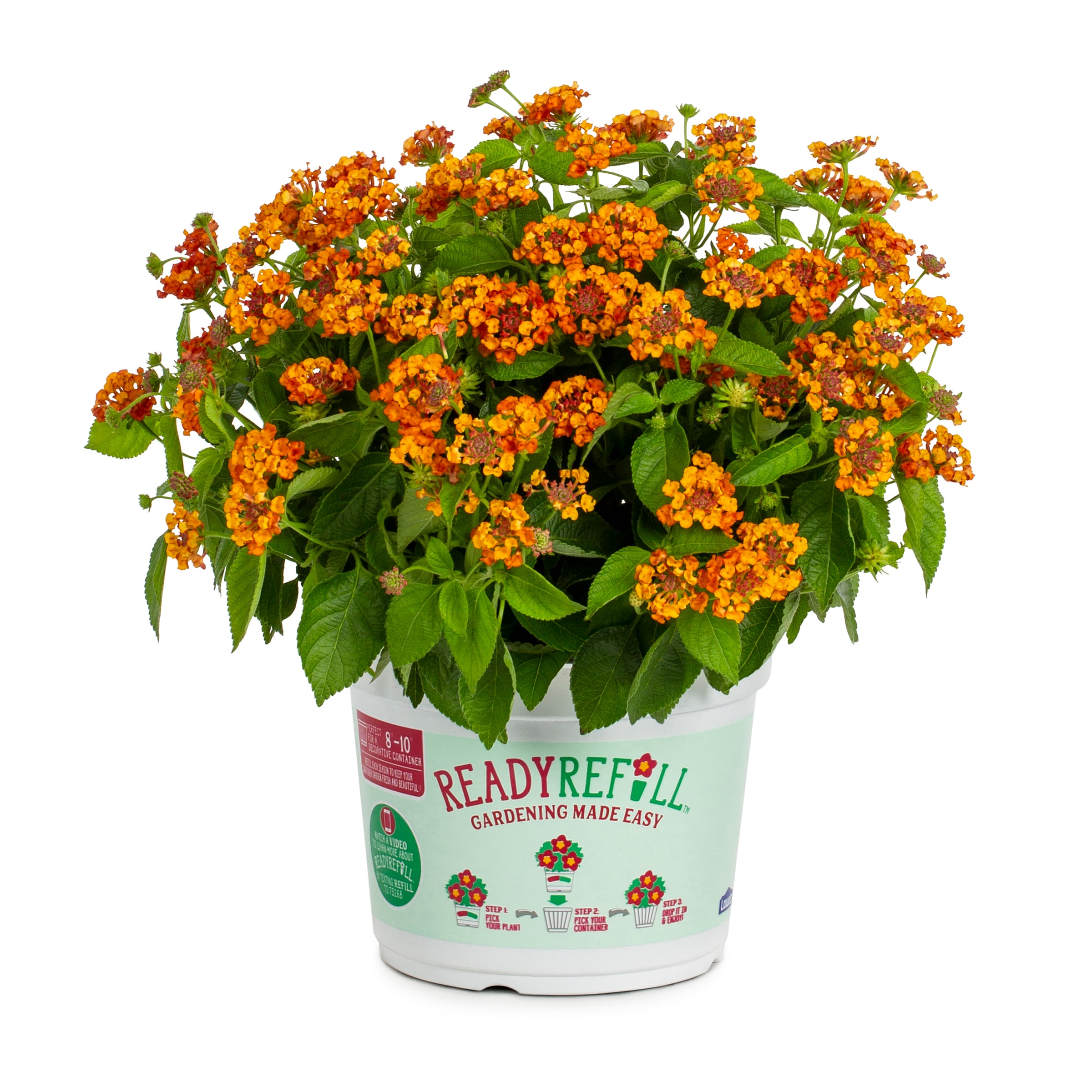 Ready Refill 1552698 Multicolor Purslane in 3.00 Quart(s) Pot