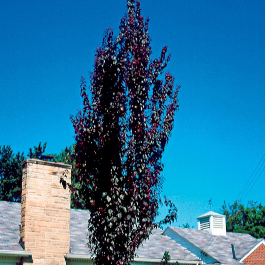  NURSERY 5.98-Gallon White Flowering Tree Crimson Pointe Flowering Plum In Pot (With Soil)