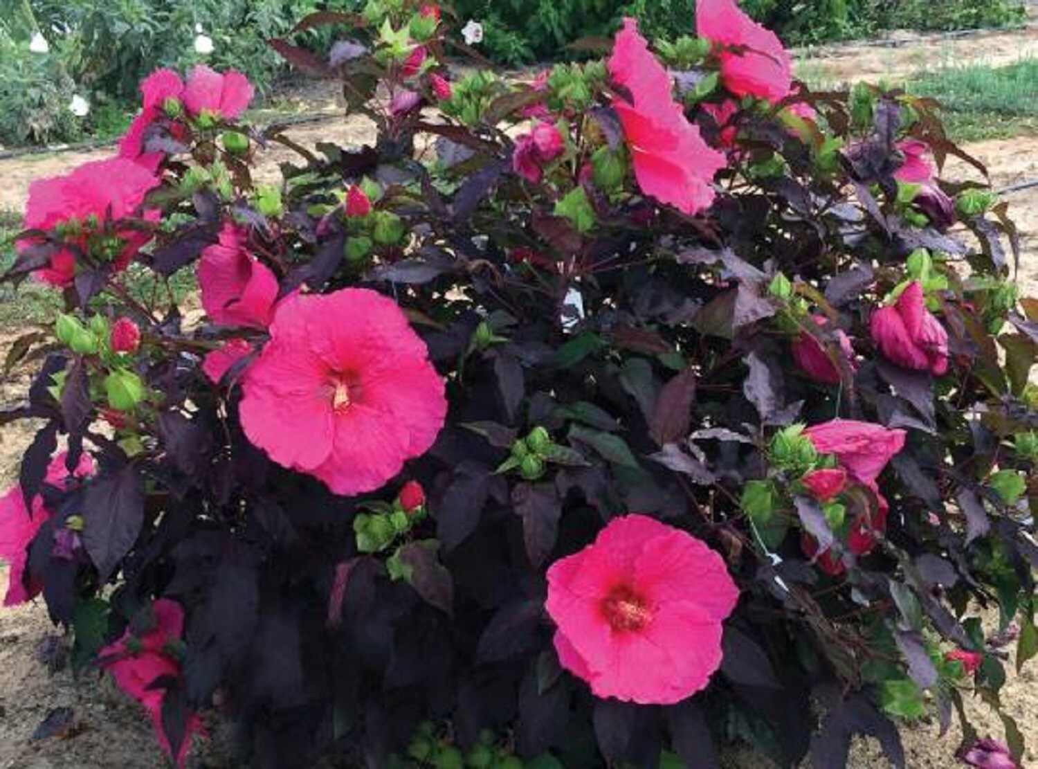 National Plant Network LW1327 shrubs - View #2