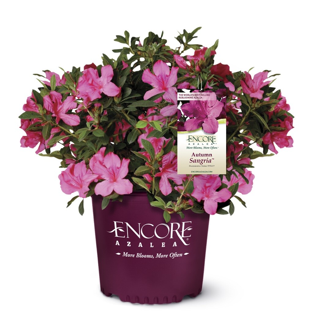 Encore Azalea 80411-1 shrubs - View #2