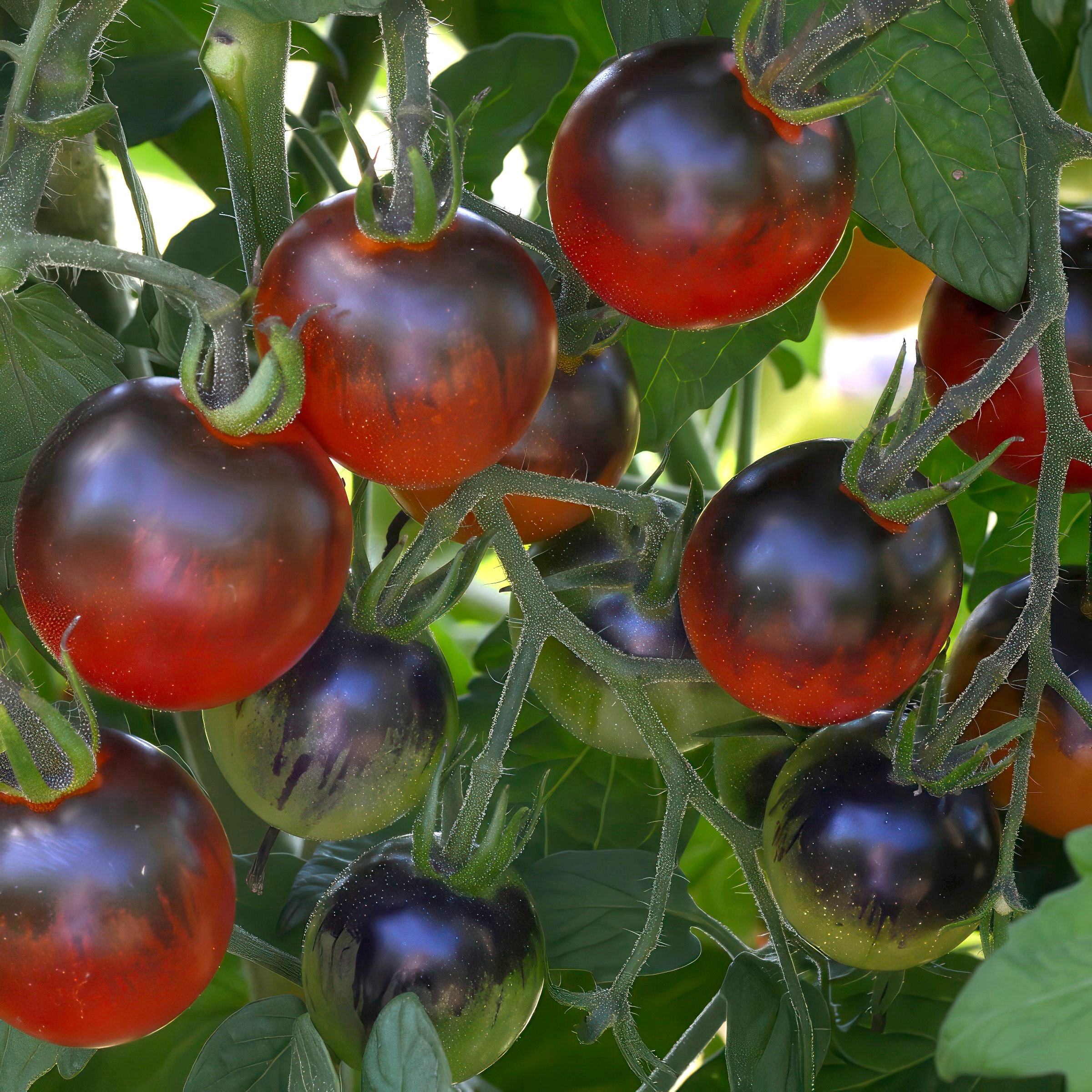 National Plant Network LW2250 Vegetable-Plants - View #3