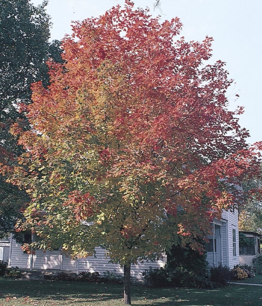 Lowe's NURSERY -Gallon Shade Fall Fiesta Sugar Maple In pot (with soil)