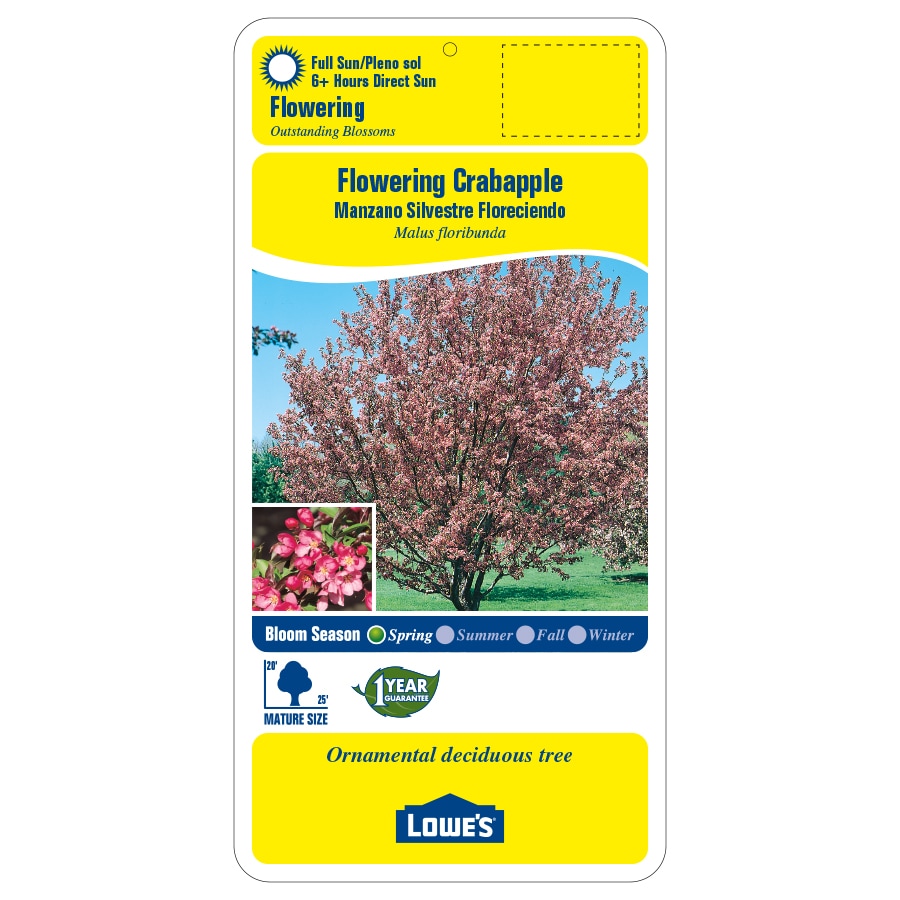 Lowe's Multicolor Flowering Crabapple In Pot (With Soil) in the Trees ...