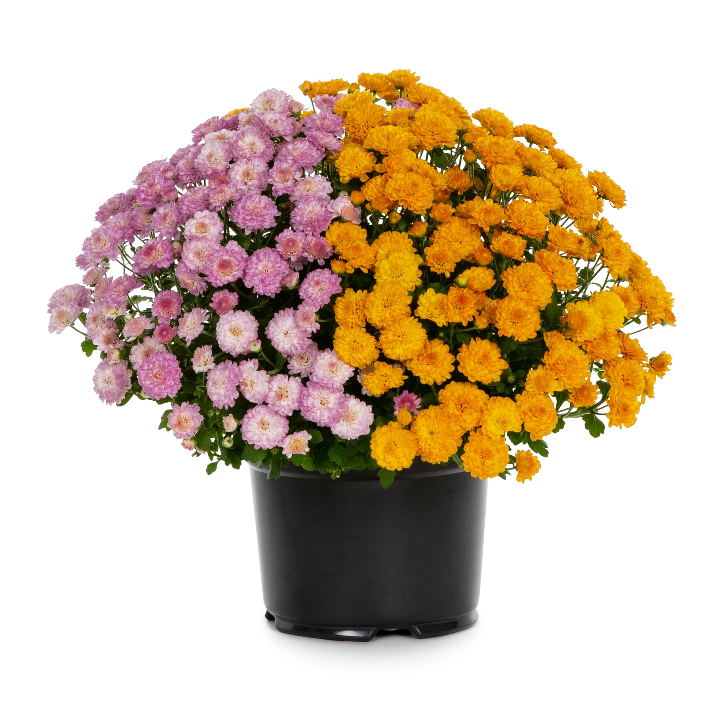 Lowe's M6.5 Multicolor Mum in 2.00 Quart(s) Pot
