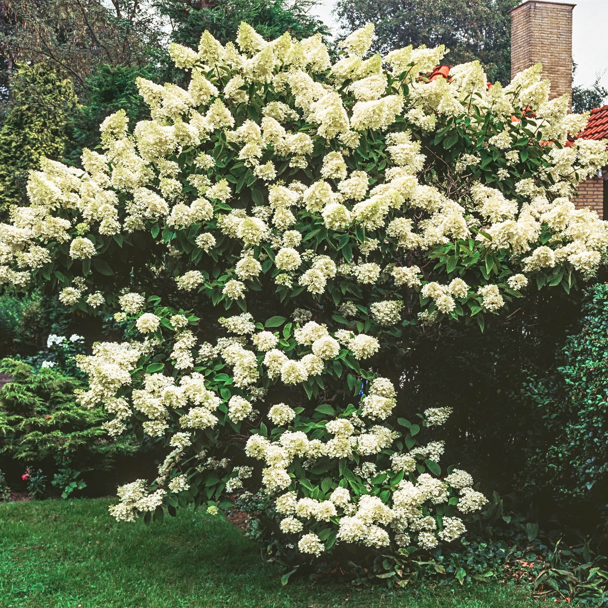 Bulbs are Easy Hydrangea White Lady Shrub, Perennial Plant, 2.3-in