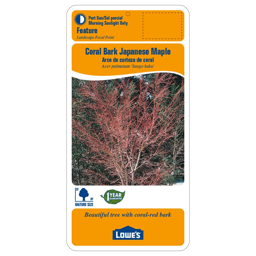 Lowe's NURSERY trees - View #2