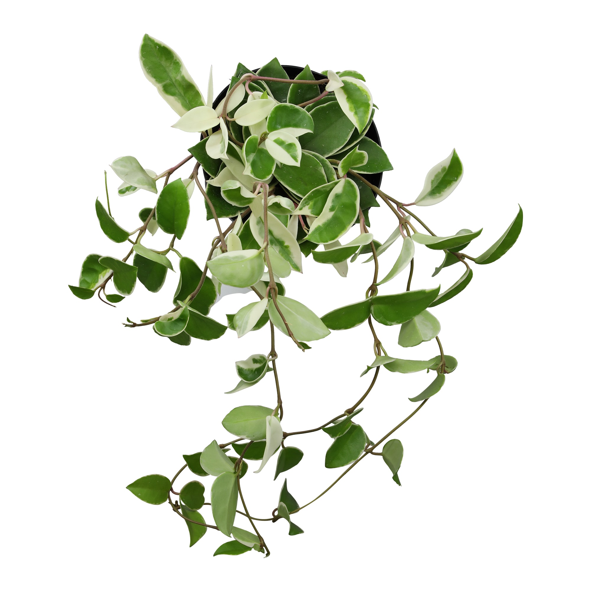 Altman Plants Pink Wax Plant House Plant in 6-in Hanging Basket 0881594 ...