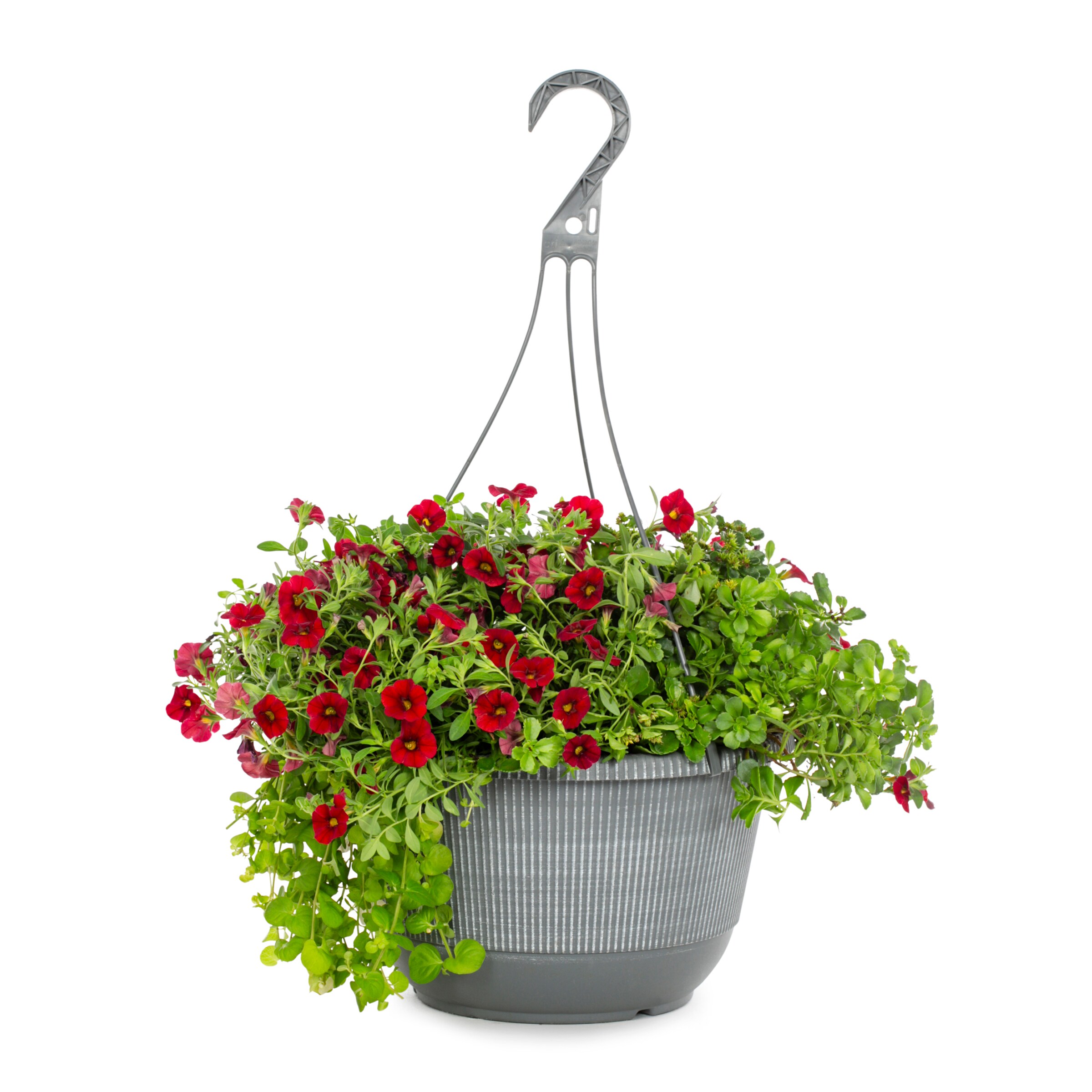 Lowe's NURSERY Multicolor Mixed Annuals Combinations in 2-Gallon Hanging Basket