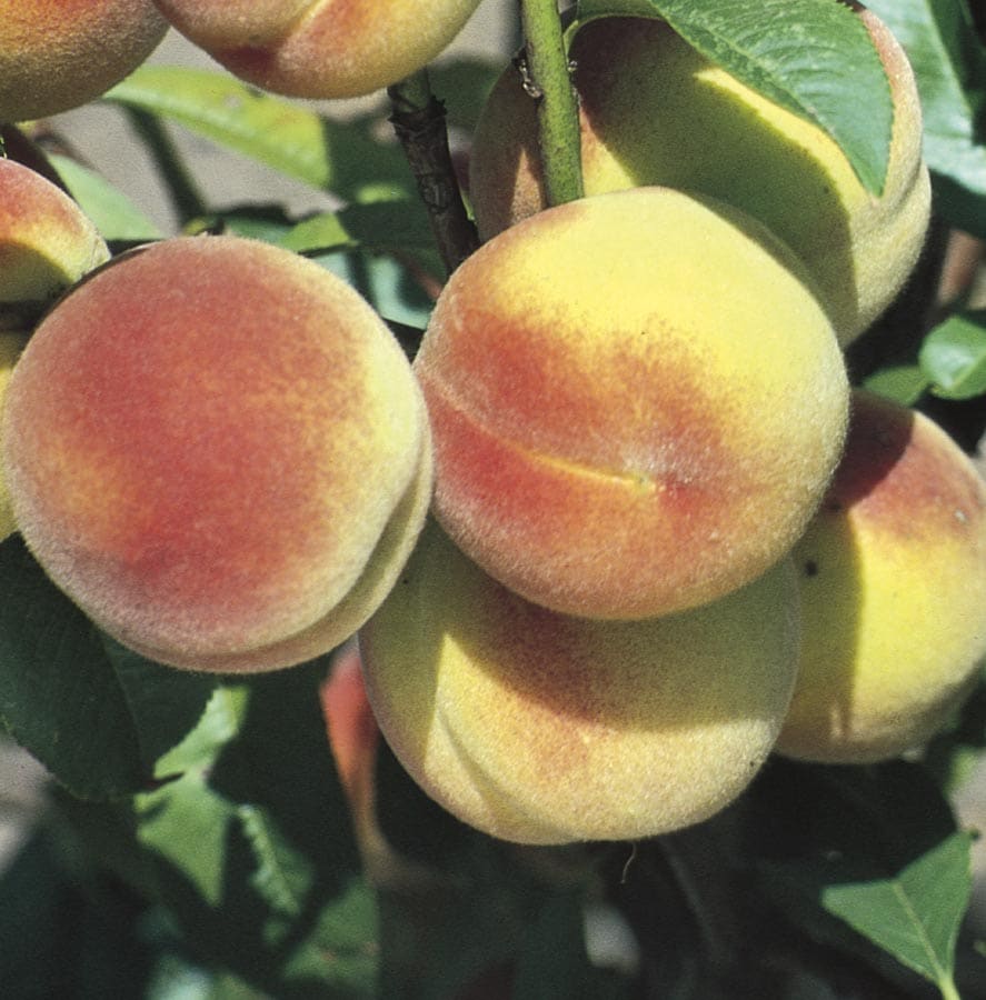 Lowe's NURSERY Semi-dwarf Peach Plant