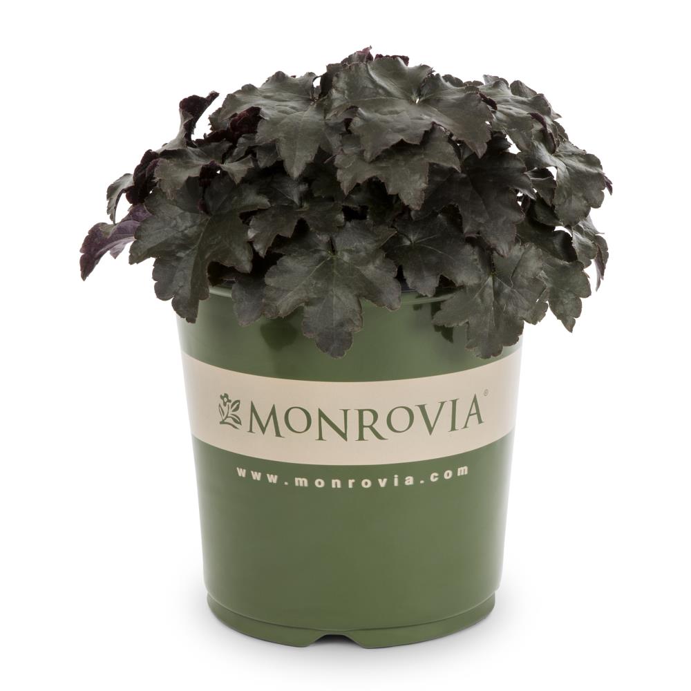 Monrovia Multicolor Flower in 1-Gallon Pot in the Perennials department at