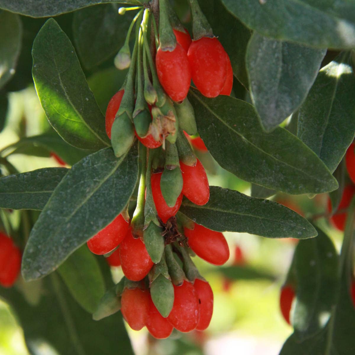 Gurney's Seed and Nursery Goji Berry Bush Plant Pot Blooms in Spring ...