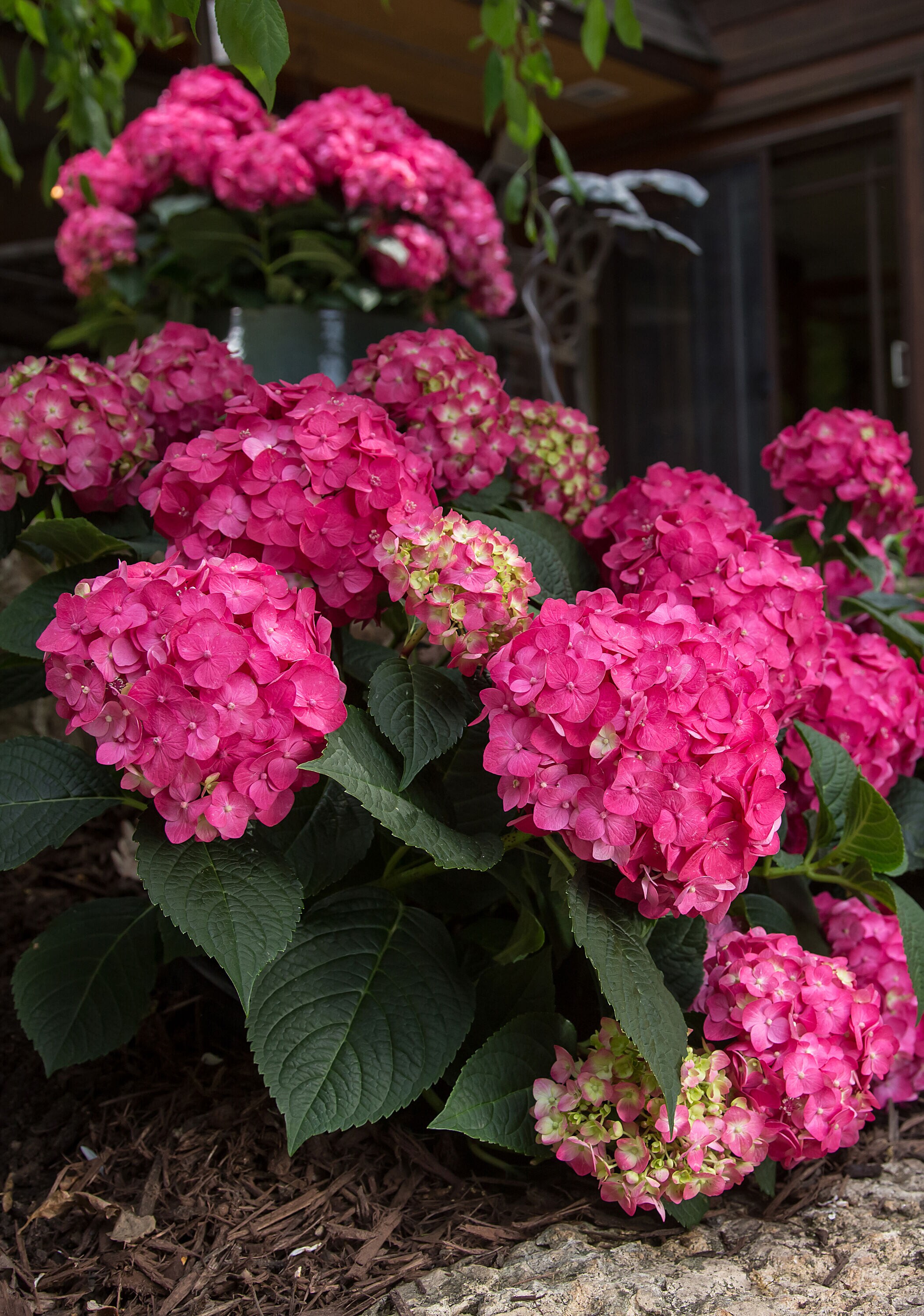 Endless Summer NURSERY shrubs - View #7