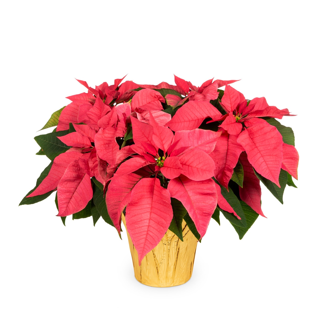  5496108 2 -Quart Fresh Christmas Potted Poinsettia