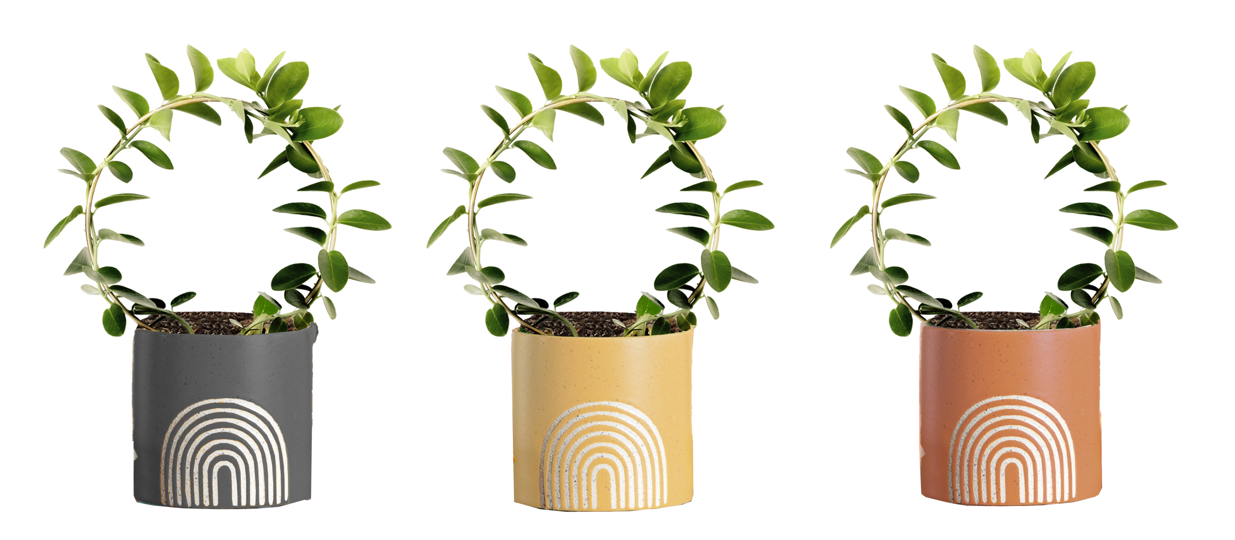 LiveTrends ASB07604 SONNET House plant in 12 Ounce(s) Pot 1 -Pack