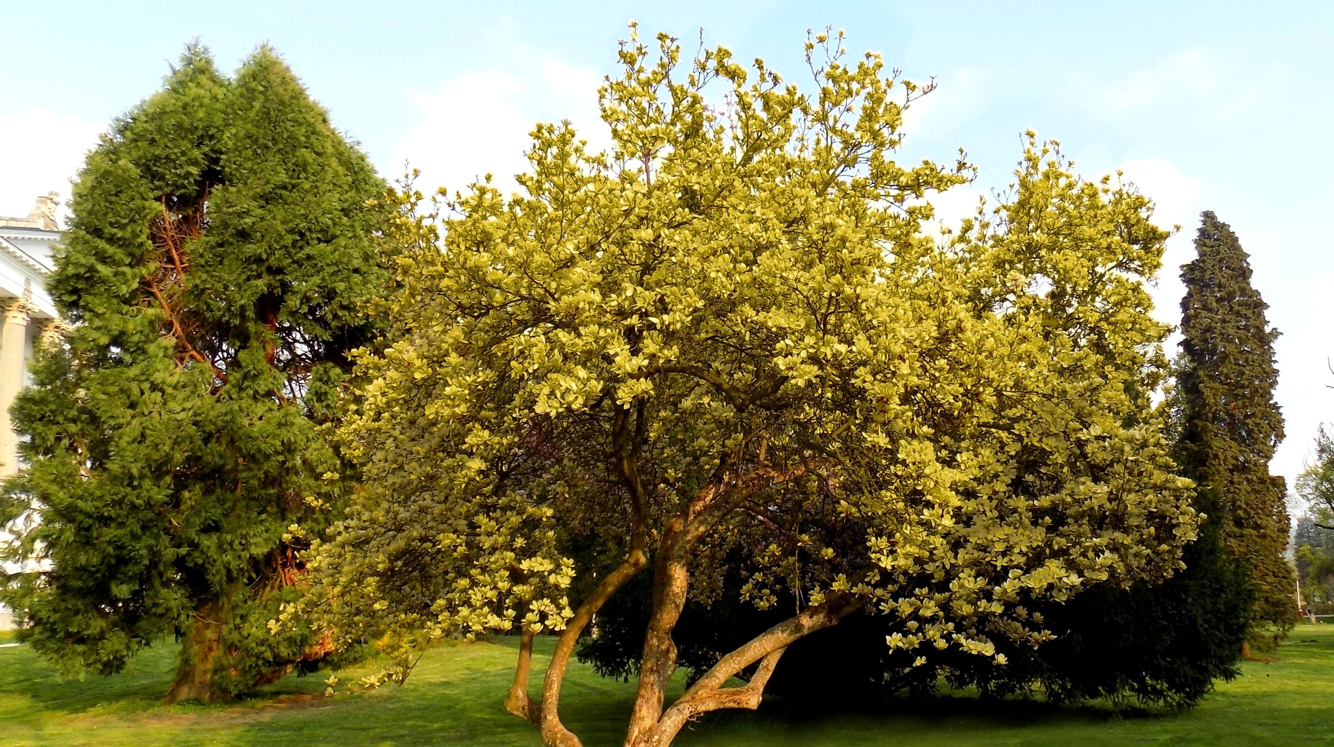 National Plant Network LW1649 trees - View #4