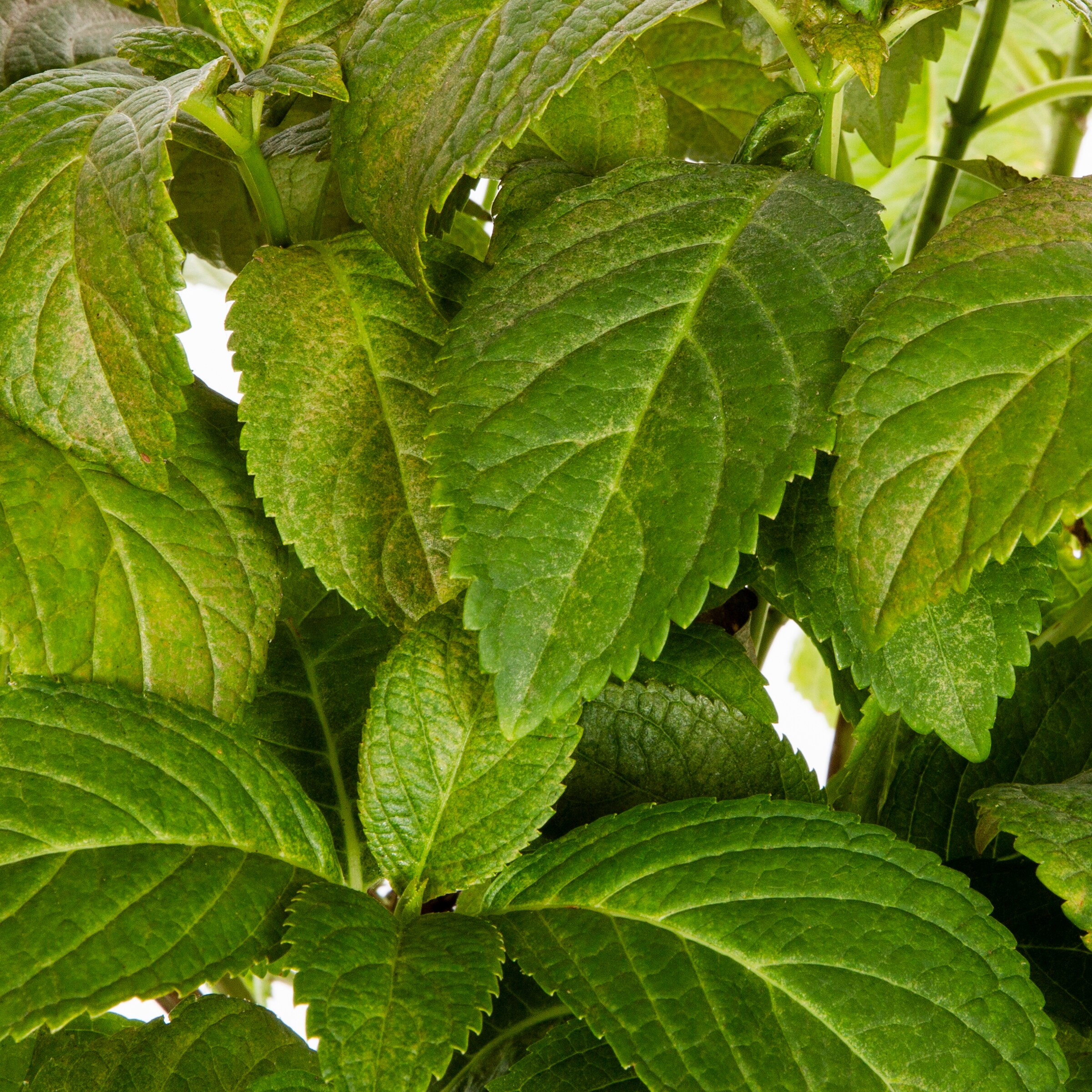 Monrovia 1268626 shrubs - View #2