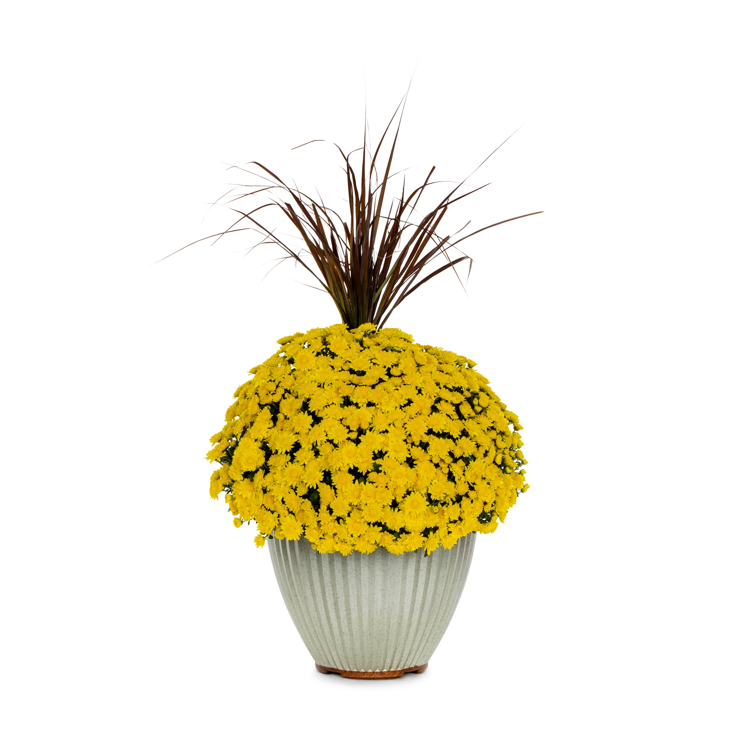 Lowe's 2147444 Yellow Mum in 5 Gallon(s) Planter 1 -Pack