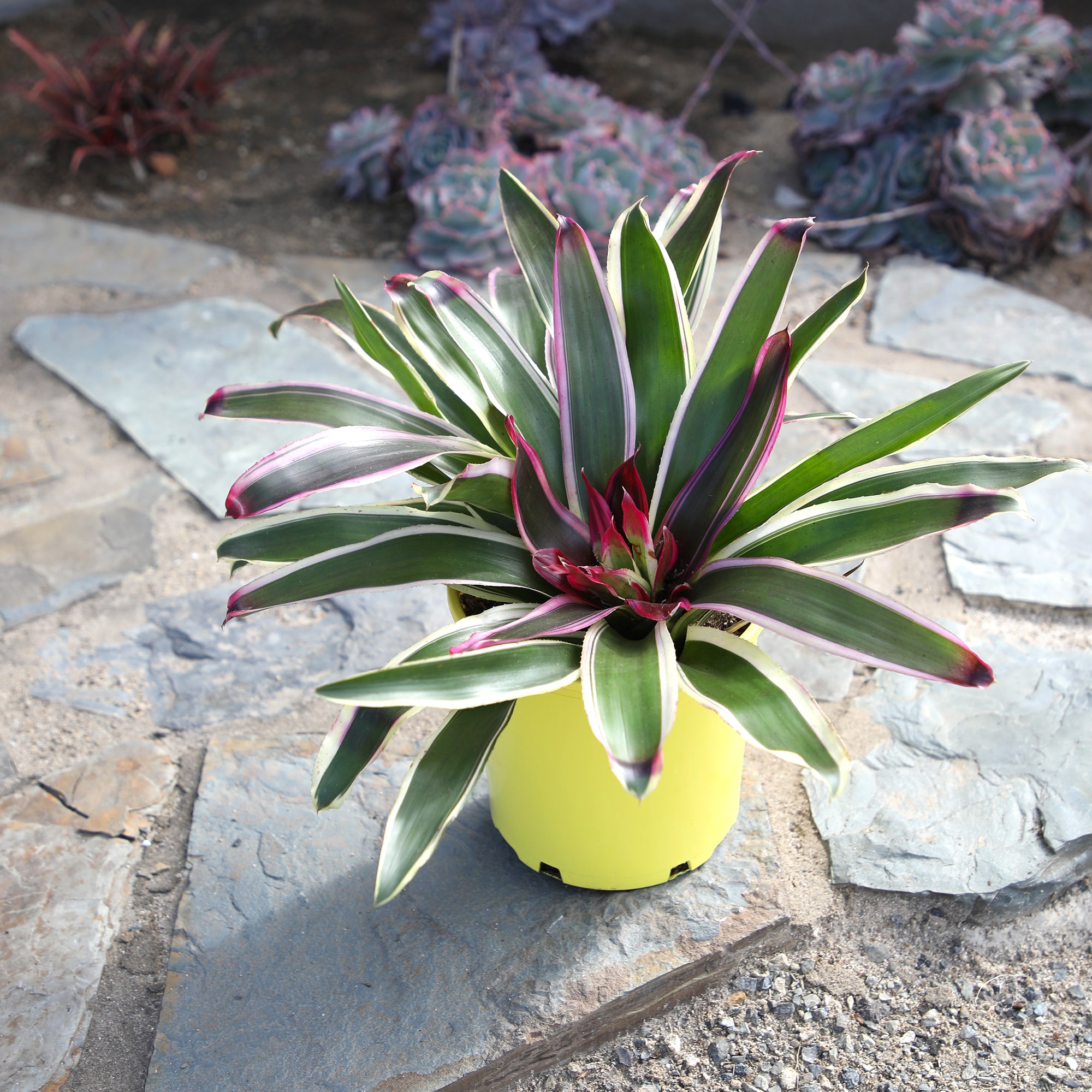 Altman Plants 0873125 perennials - View #4