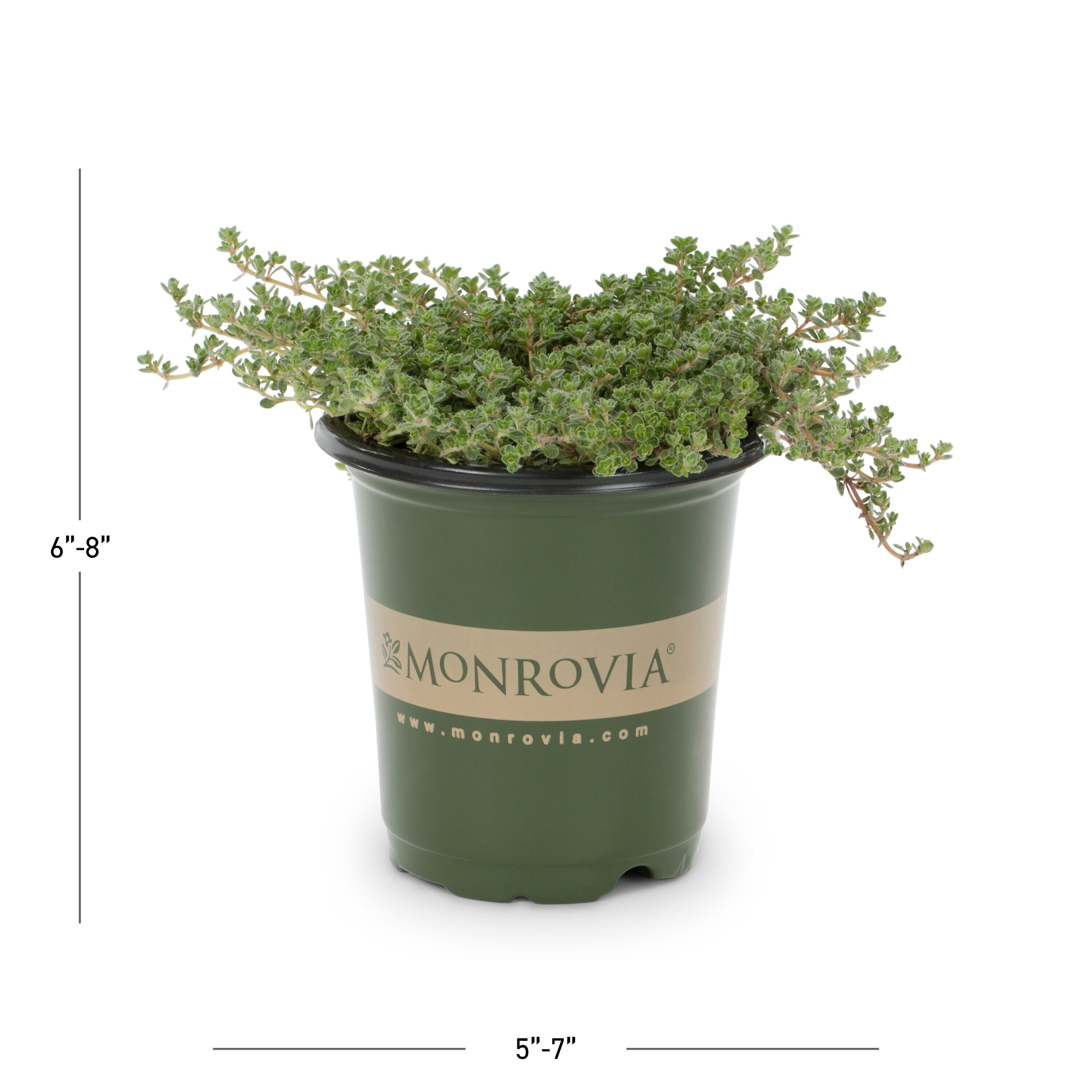 Monrovia 78442 perennials - View #3