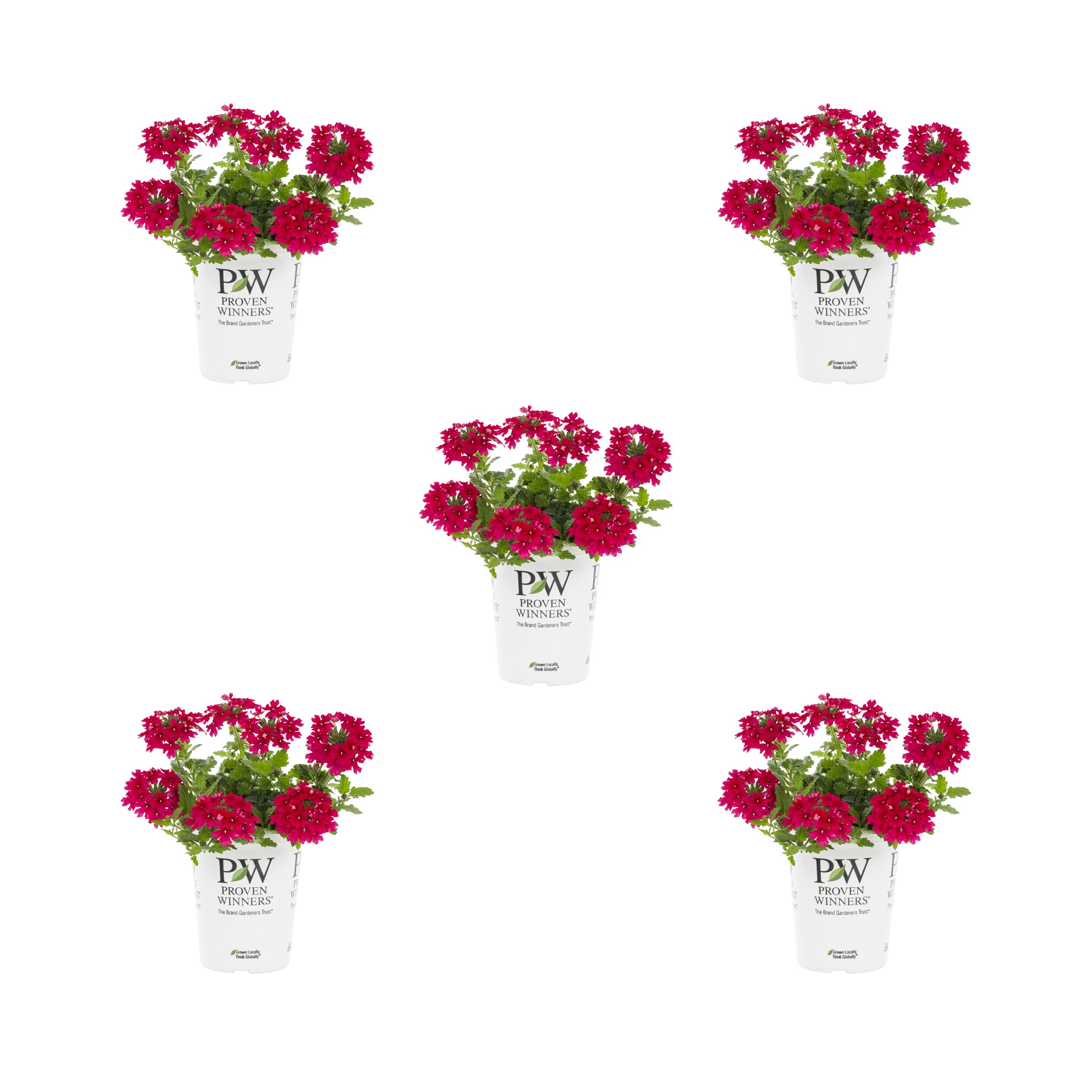 Proven Winners 4796 Red Verbena in 1.5 Pint Pot 5 -Pack