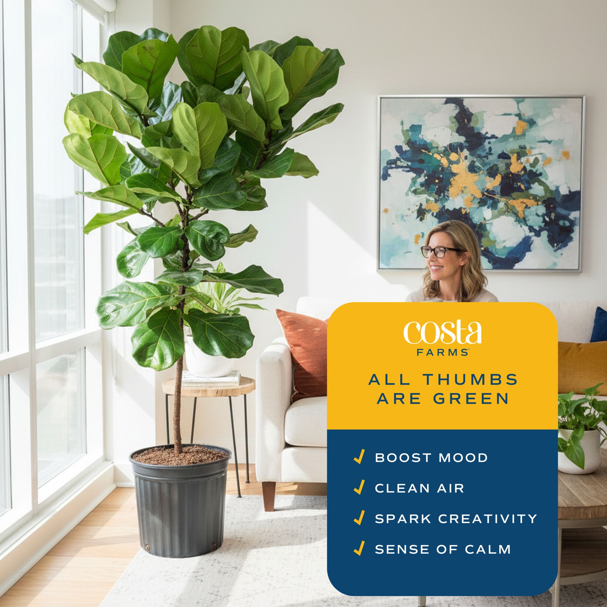 Costa Farms Ficus Lyrata Fiddle Leaf Fig Standard House plant in 12  Inch(es) Pot 1 -Pack in the House Plants department at Lowes.com