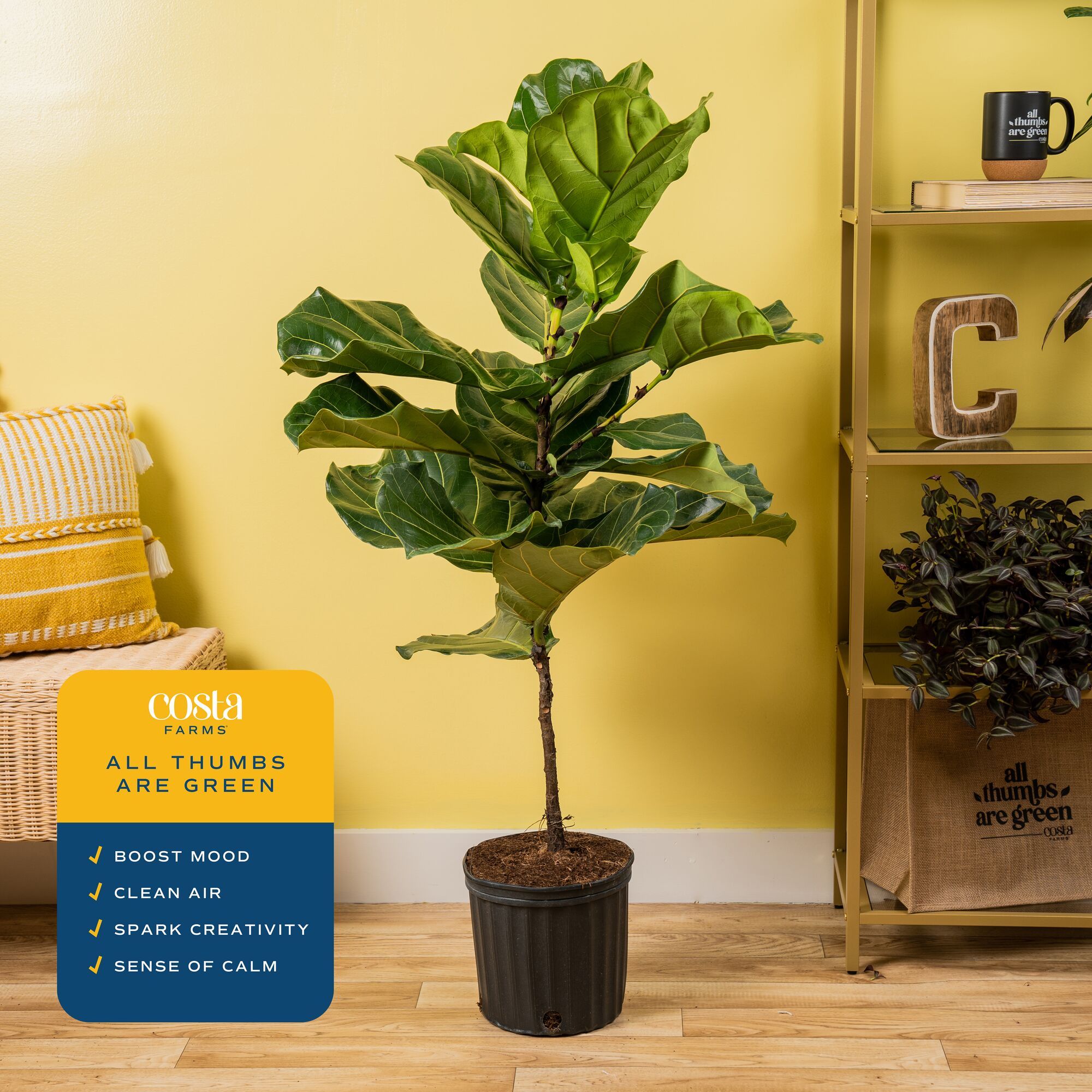 Costa Farms L-4FL-G-POT-01-LW hseplants - View #2