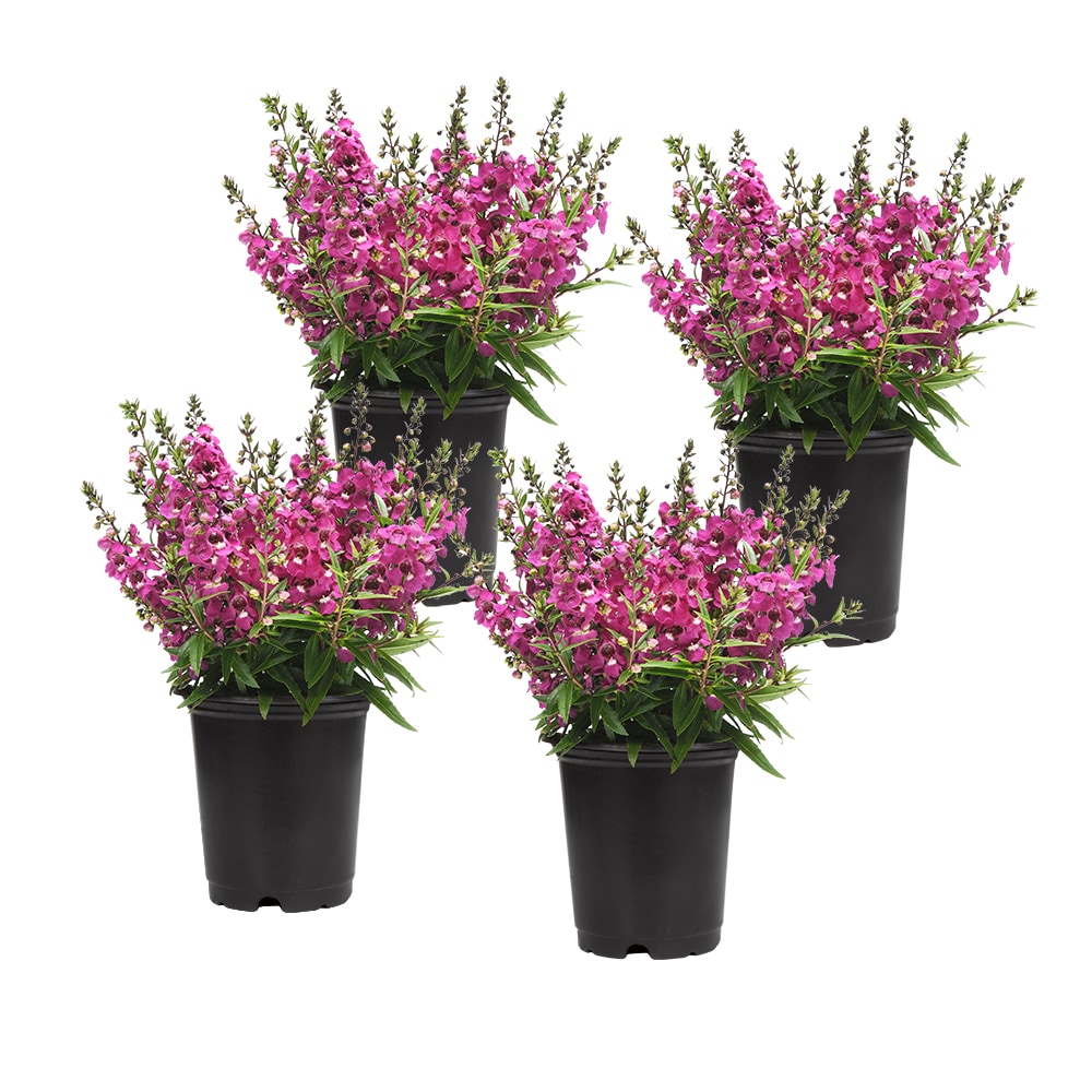 Altman Plants Pink Summer Snapdragon in 1-Pint Pot 4-Pack in the Annuals  department at 