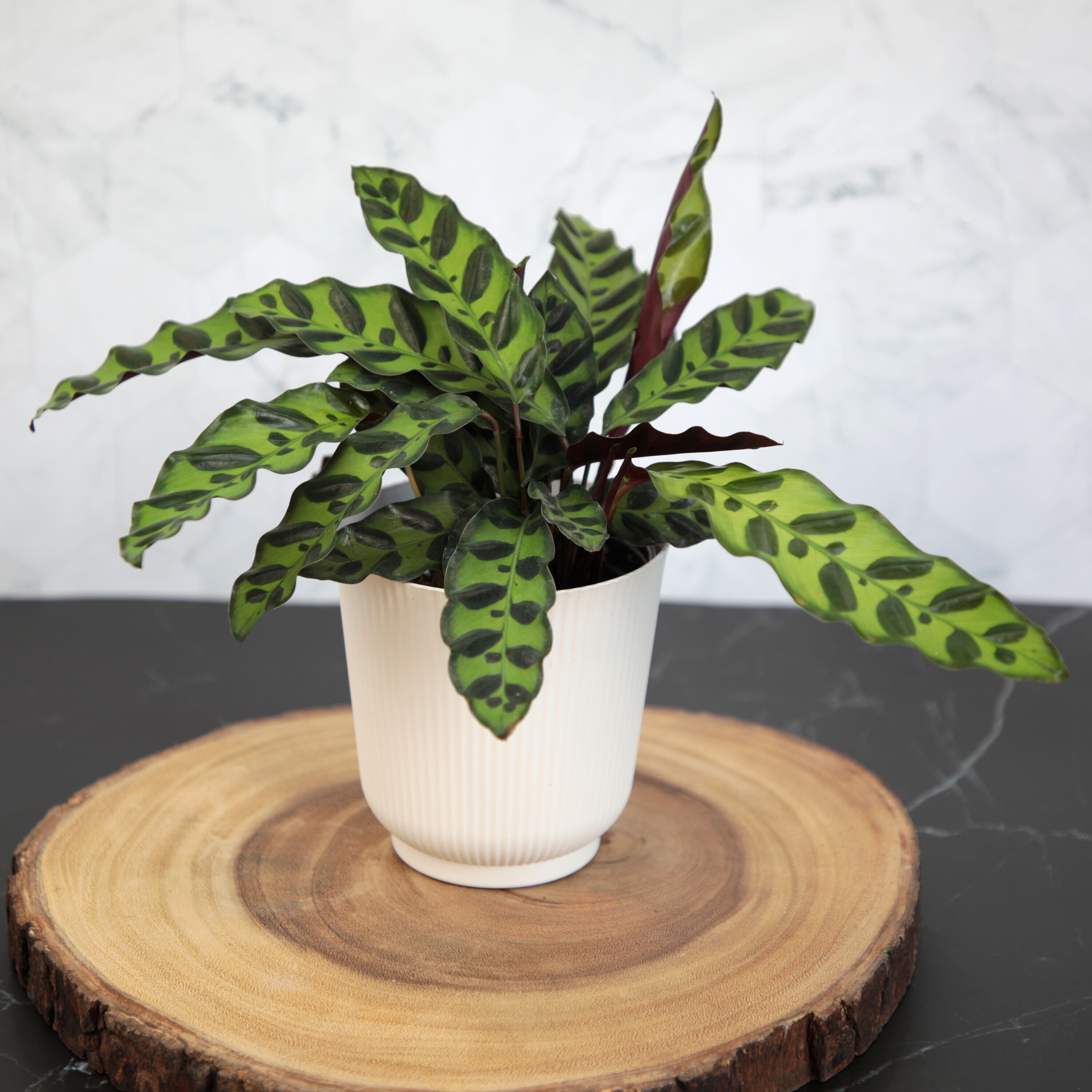 Altman Plants 0873469 hseplants - View #12