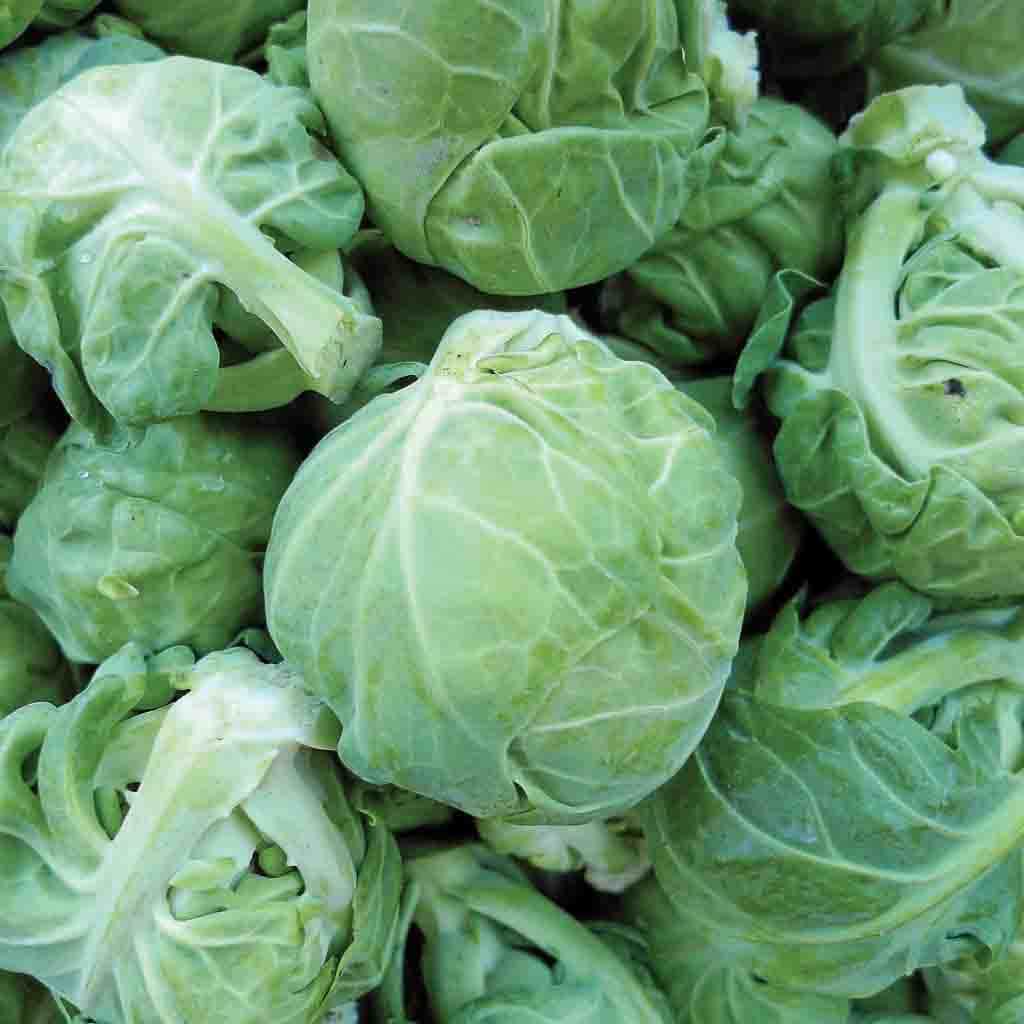 Ferry-Morse LC25.4078 Vegetable-Herb-Seeds - View #3
